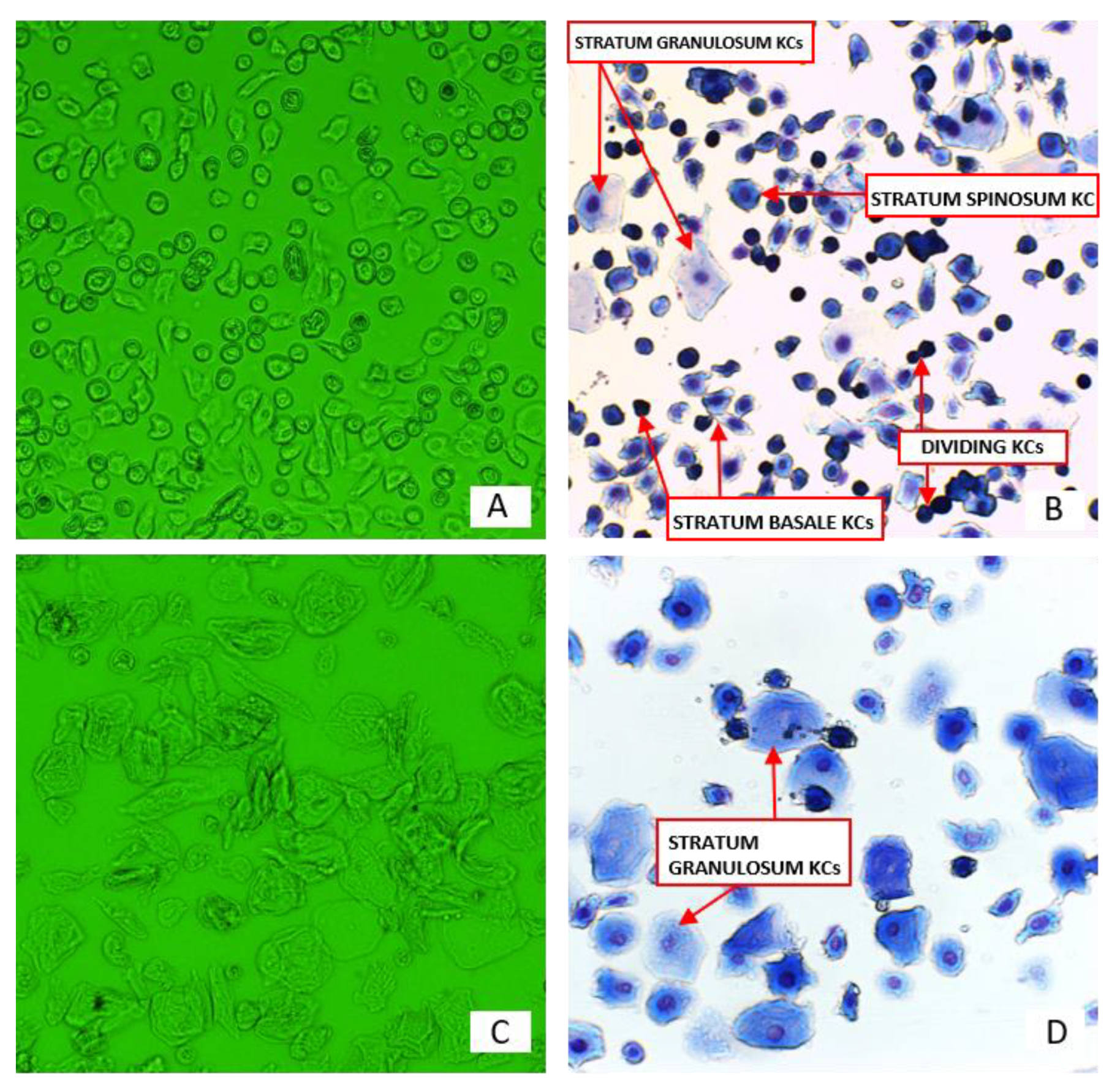 Pharmaceutics 13 02078 g002