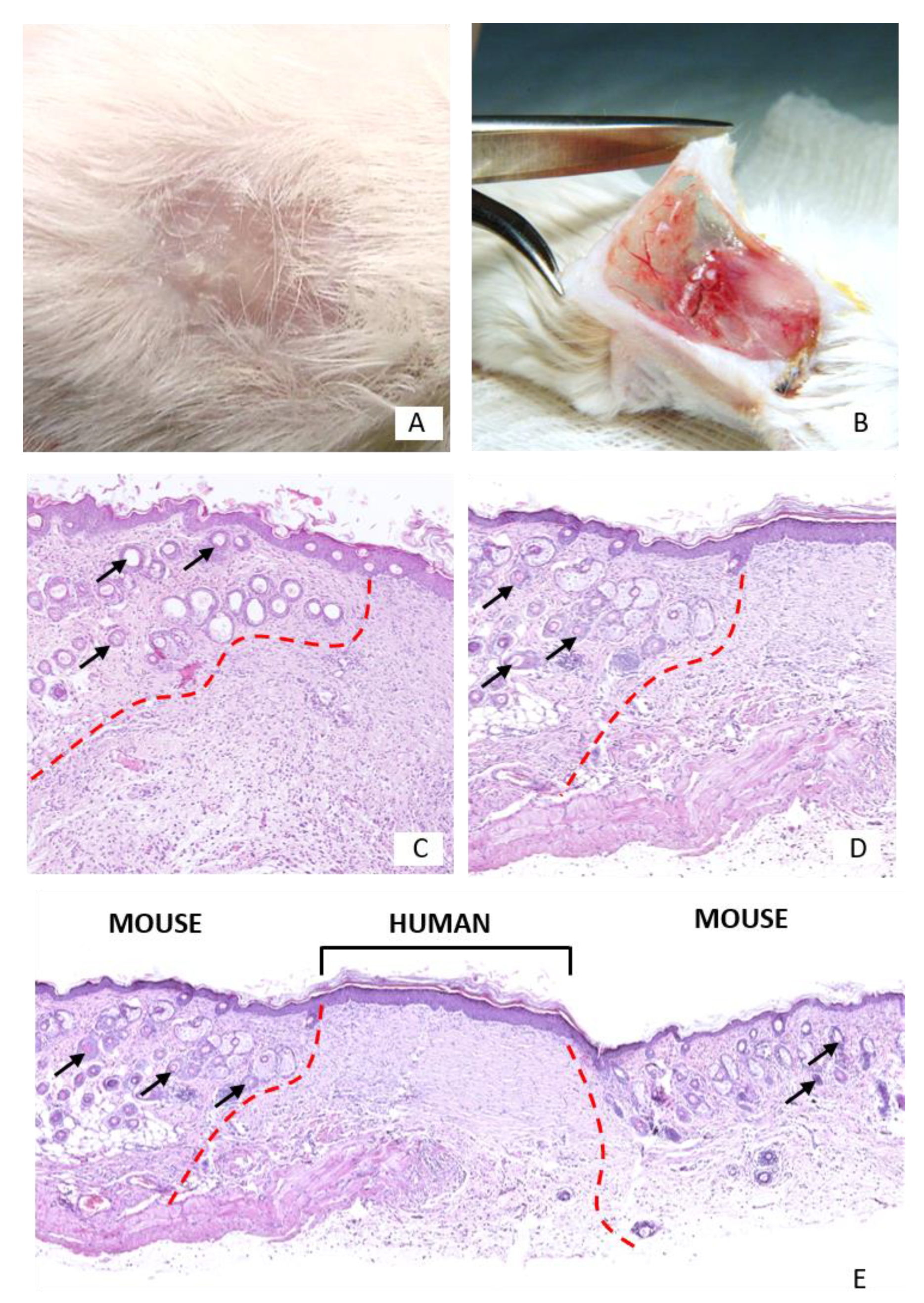 Pharmaceutics 13 02078 g005
