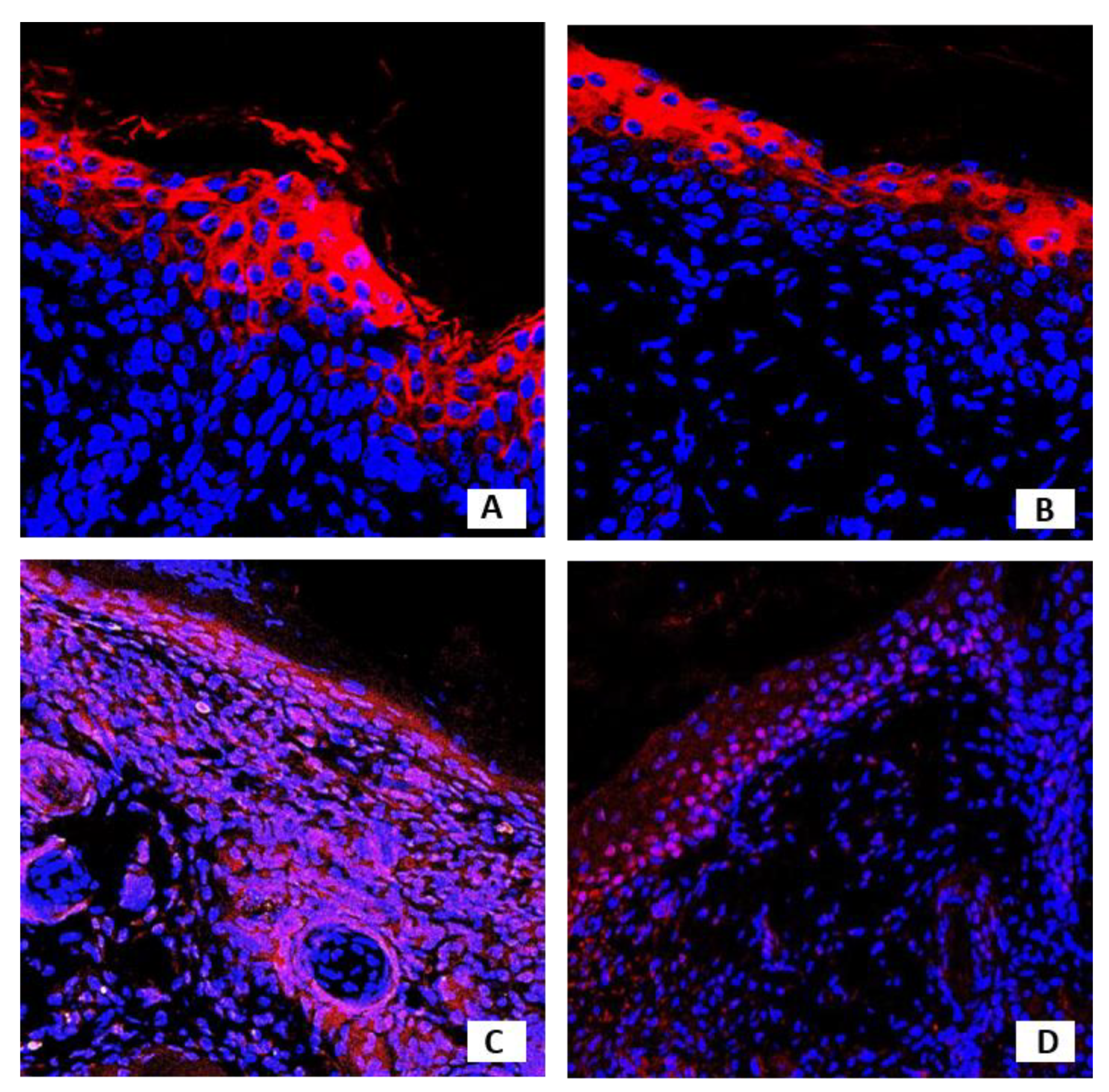 Pharmaceutics 13 02078 g008