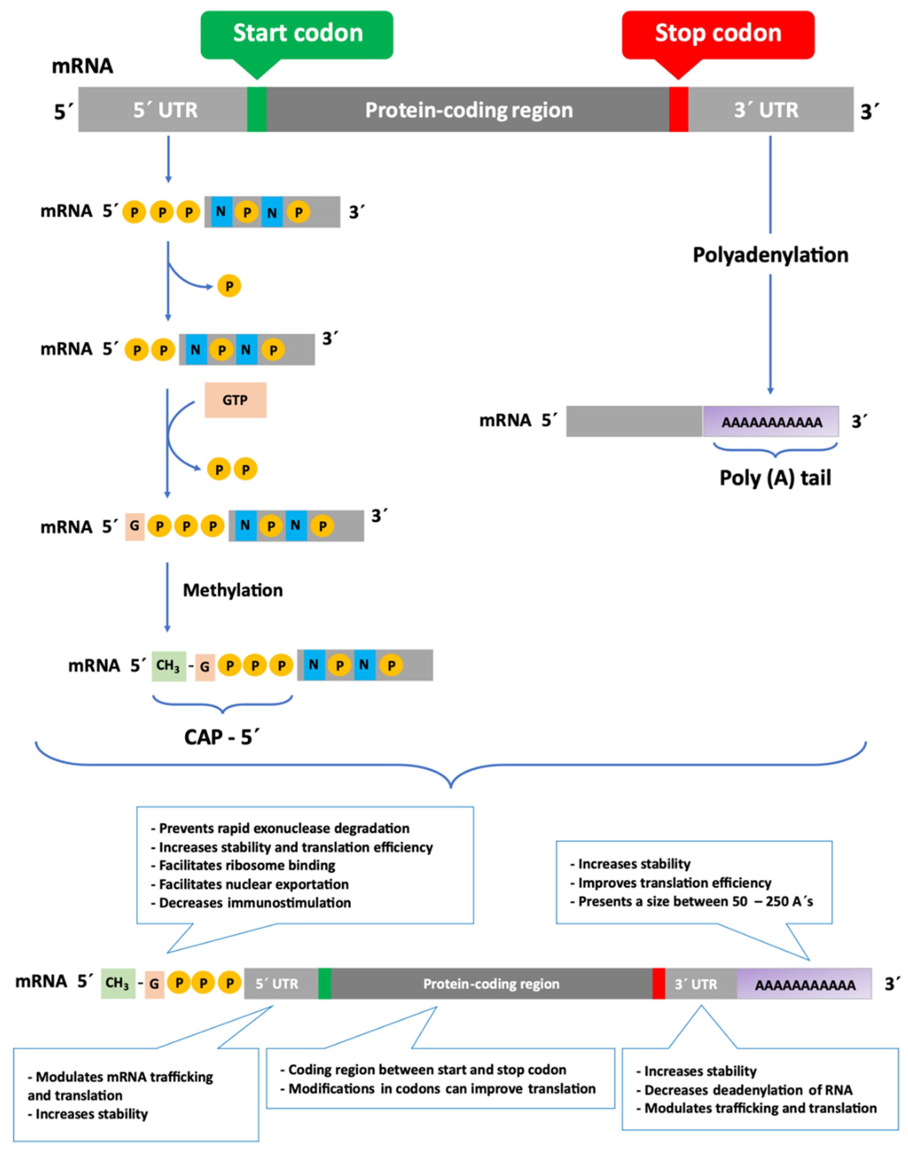 Pharmaceutics 13 02090 g001