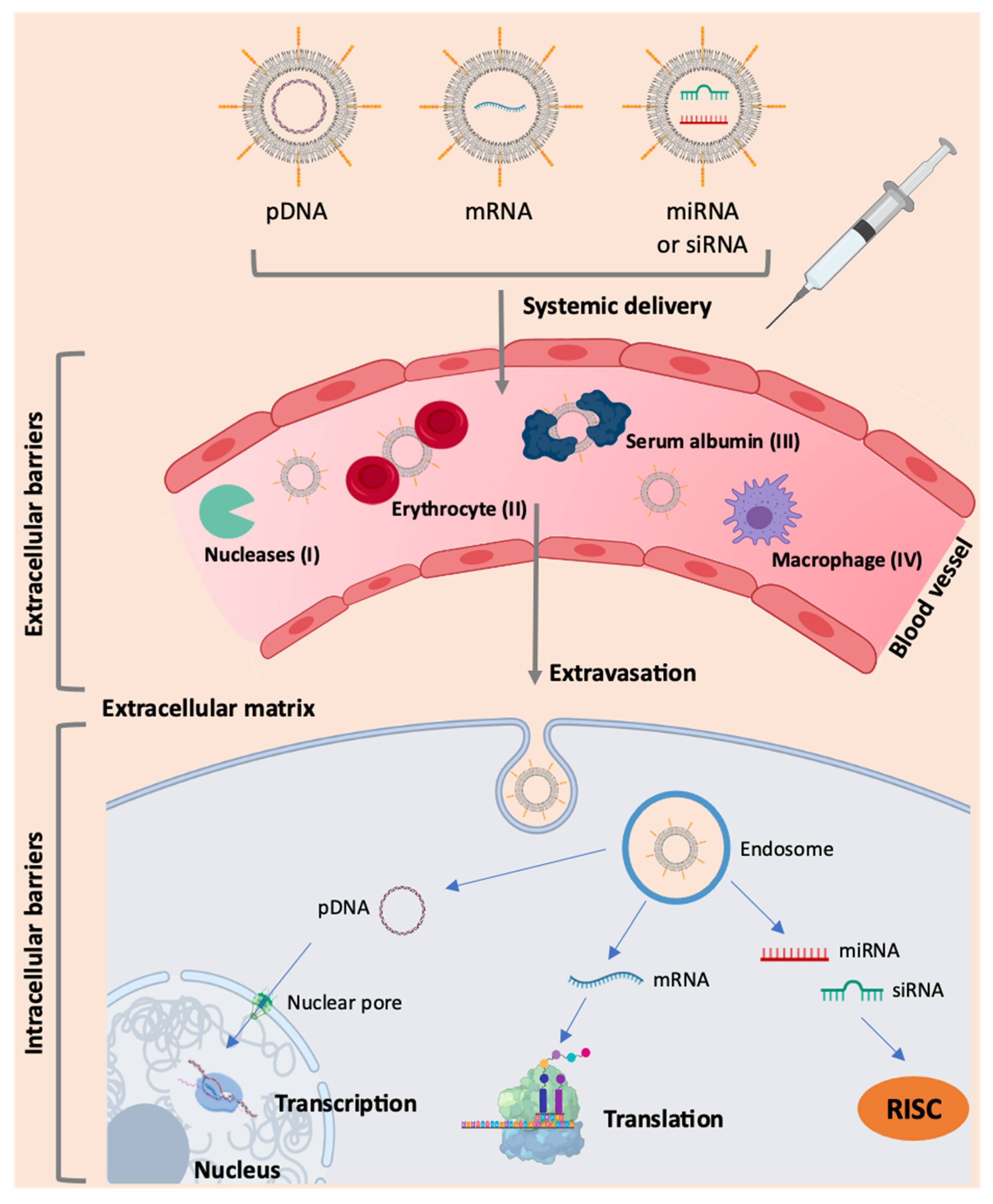 Pharmaceutics 13 02090 g002
