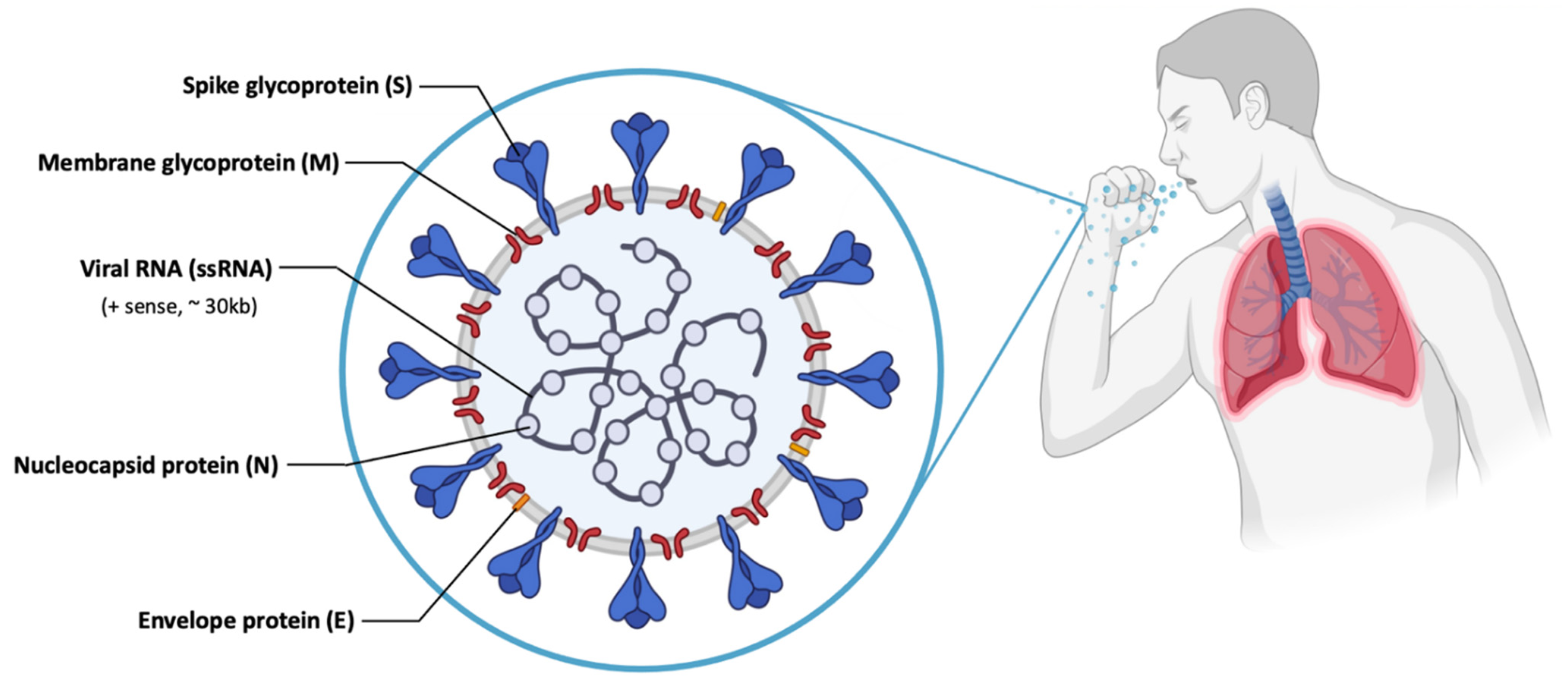 Pharmaceutics 13 02090 g007