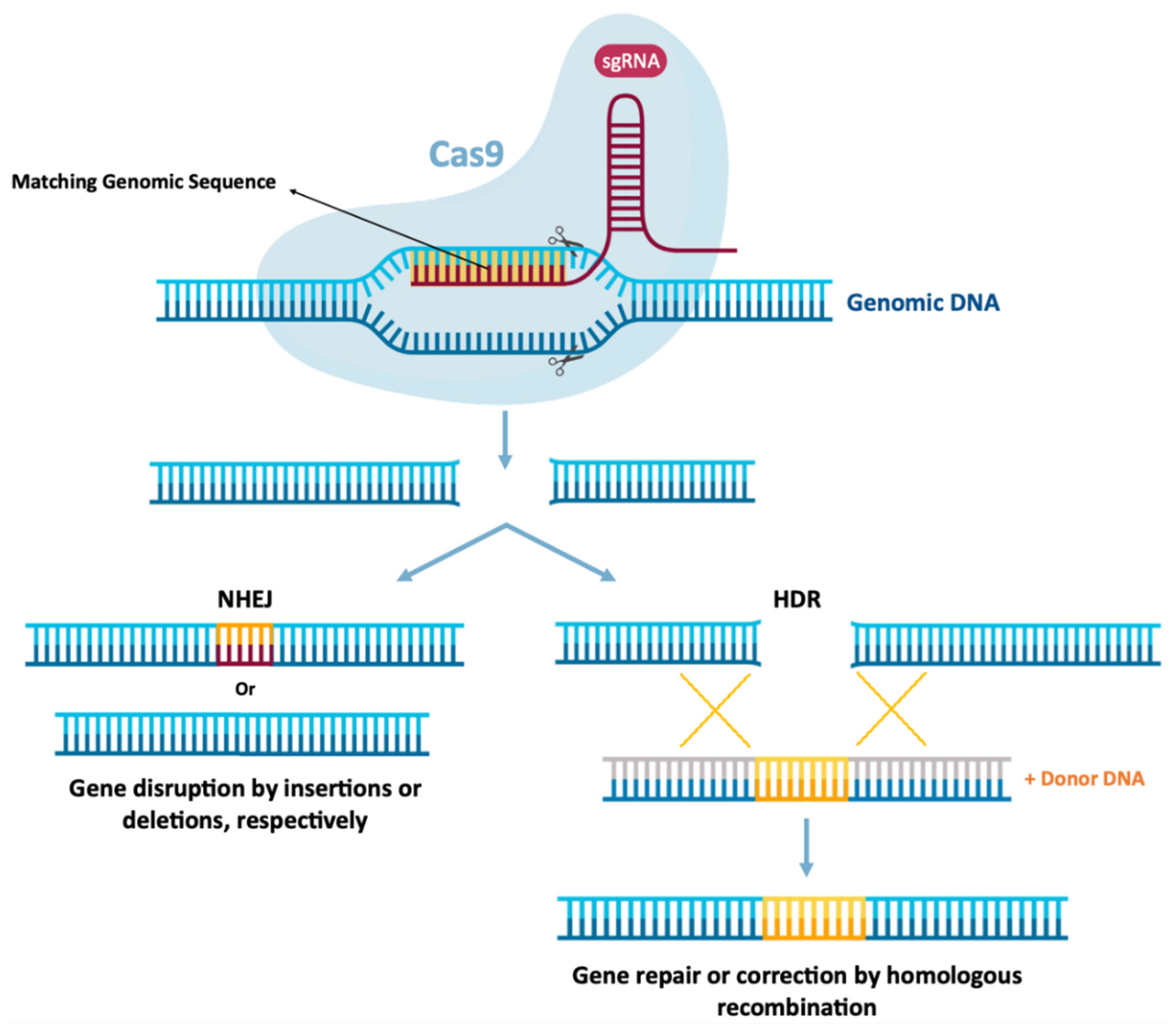 Pharmaceutics 13 02090 g009