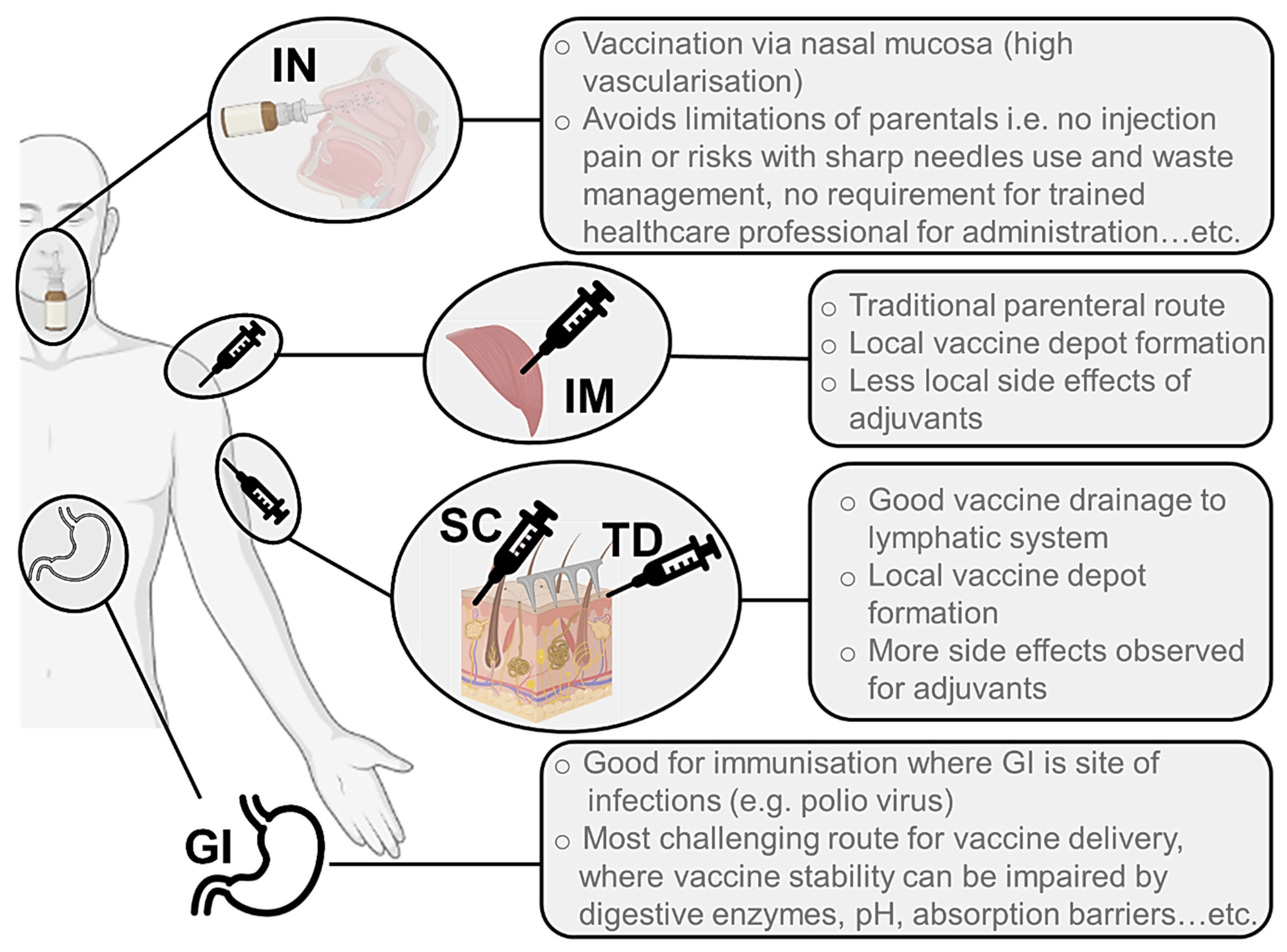 Pharmaceutics 13 02091 g001