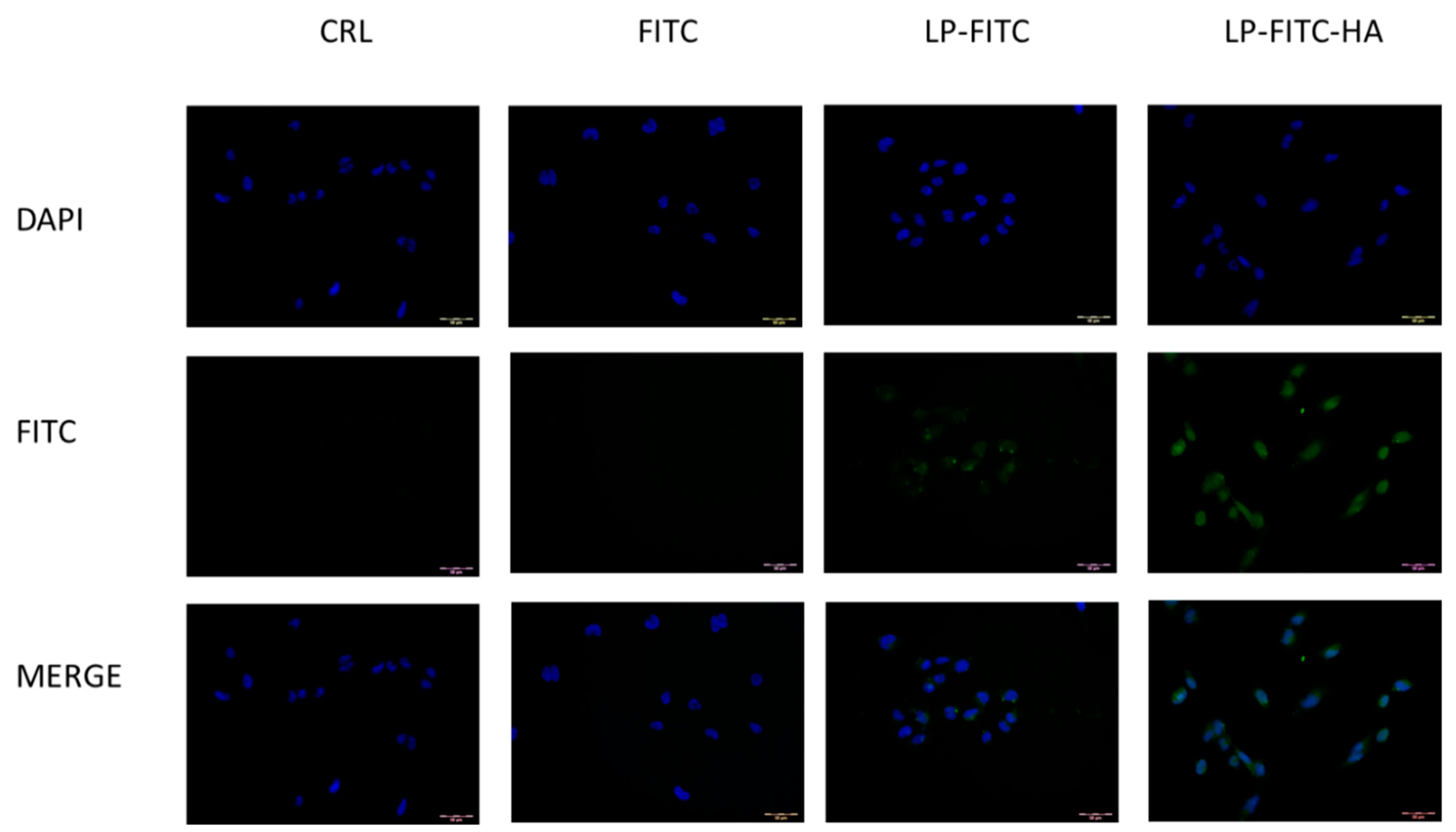 Pharmaceutics 13 02093 g005