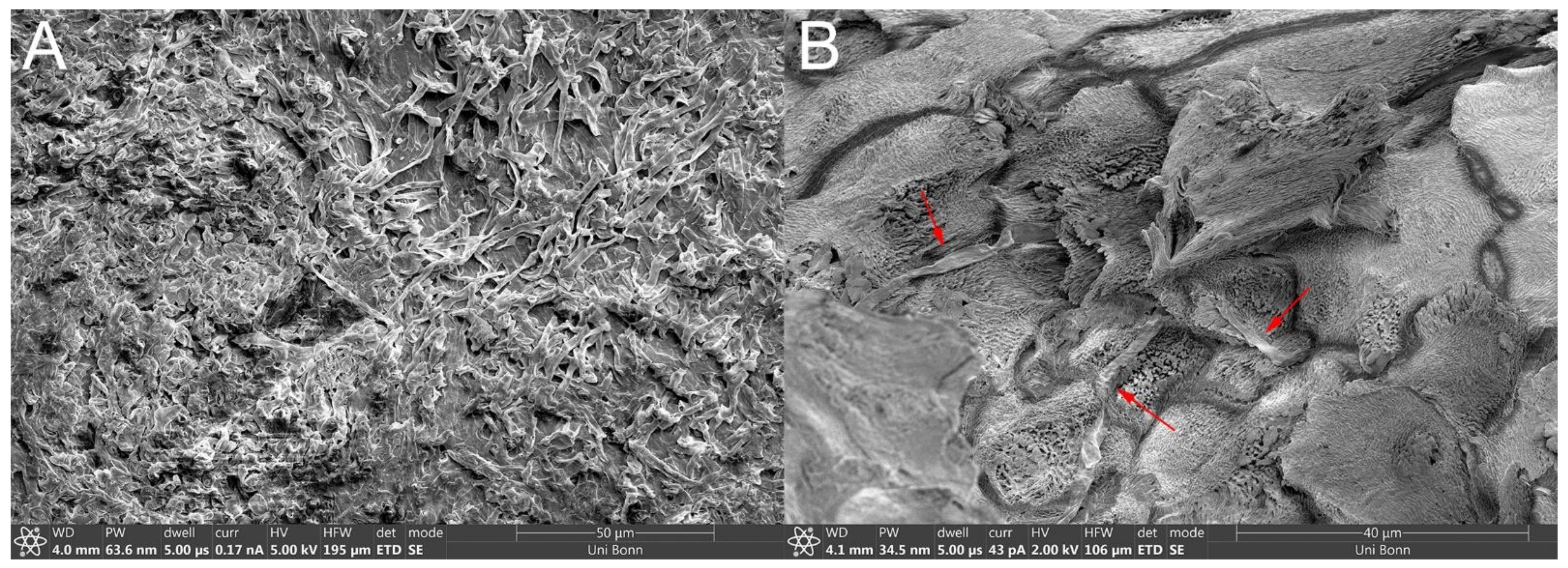 Pharmaceutics 13 02098 g003