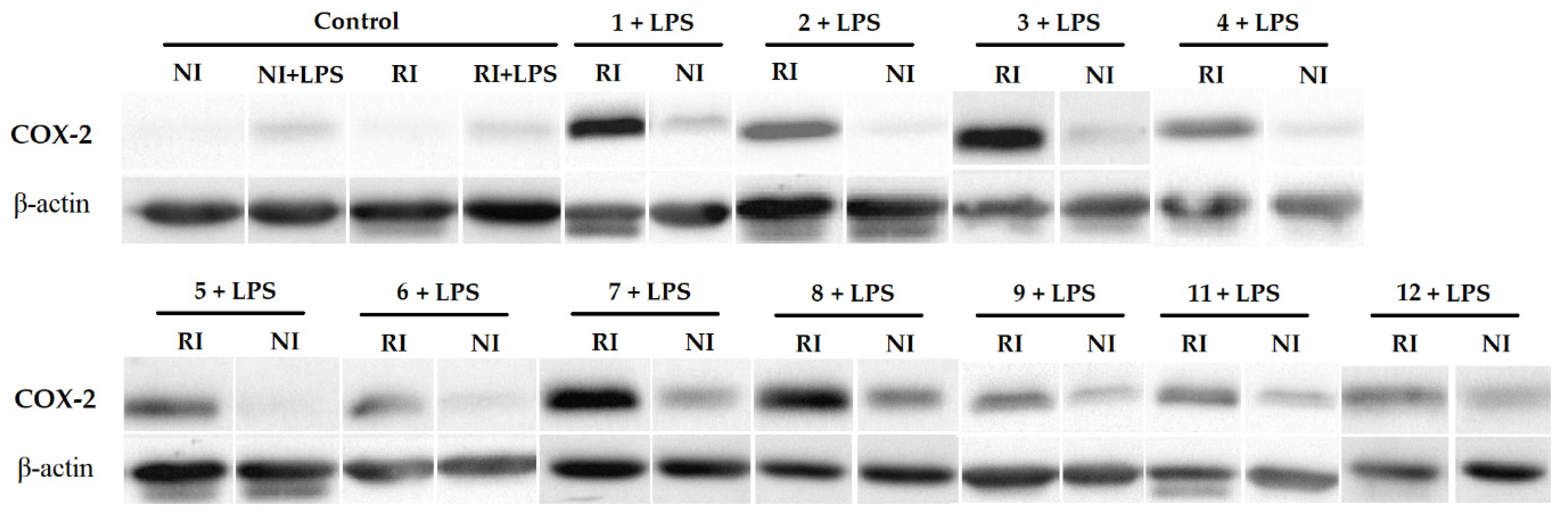 Pharmaceutics 13 02104 g006