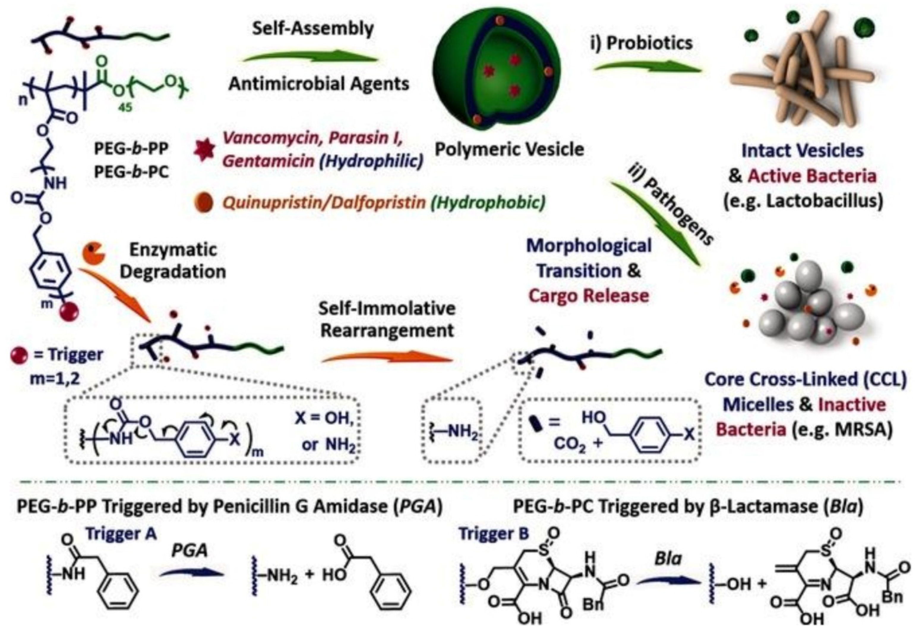 Pharmaceutics 13 02108 g004