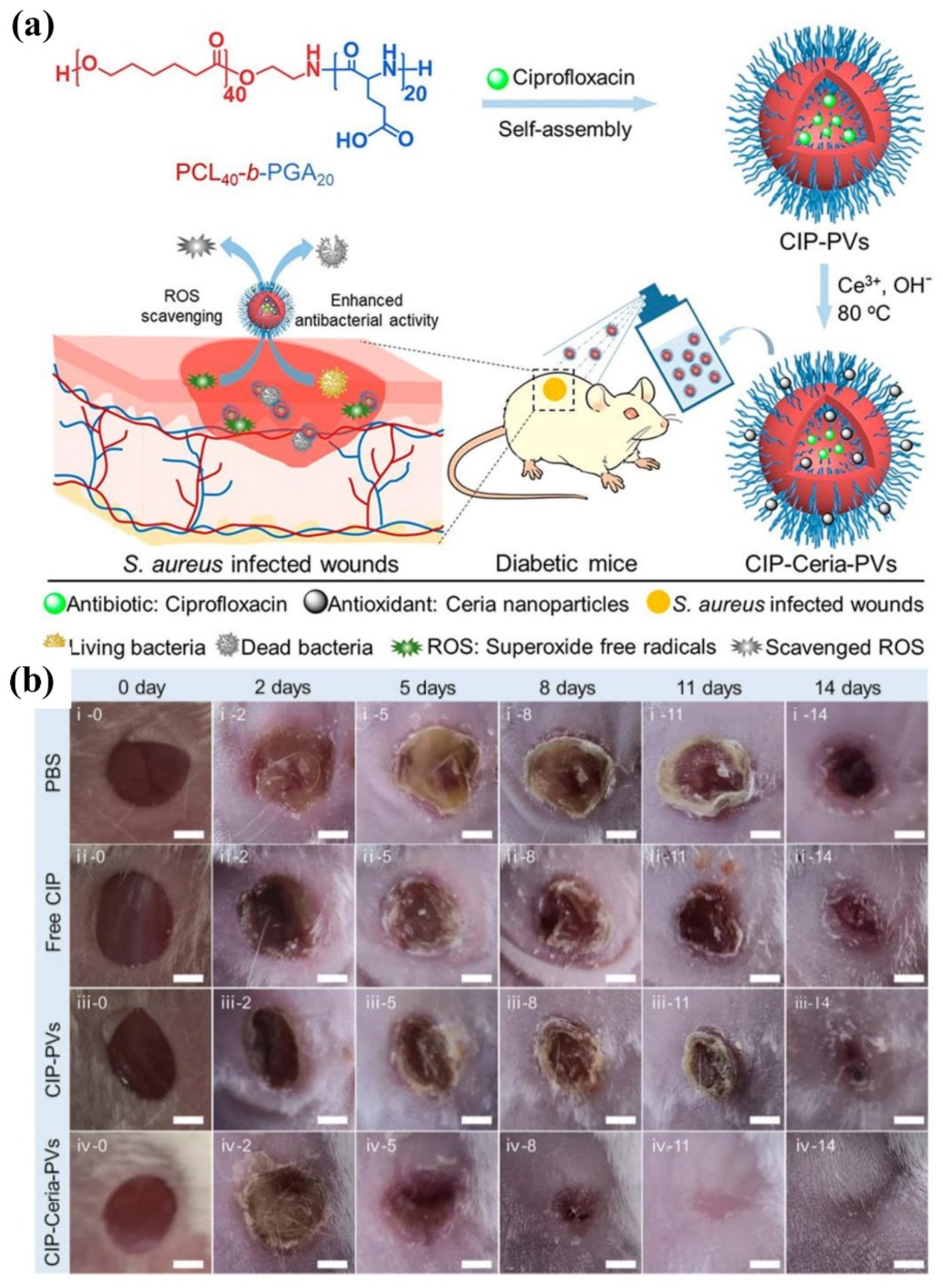 Pharmaceutics 13 02108 g013