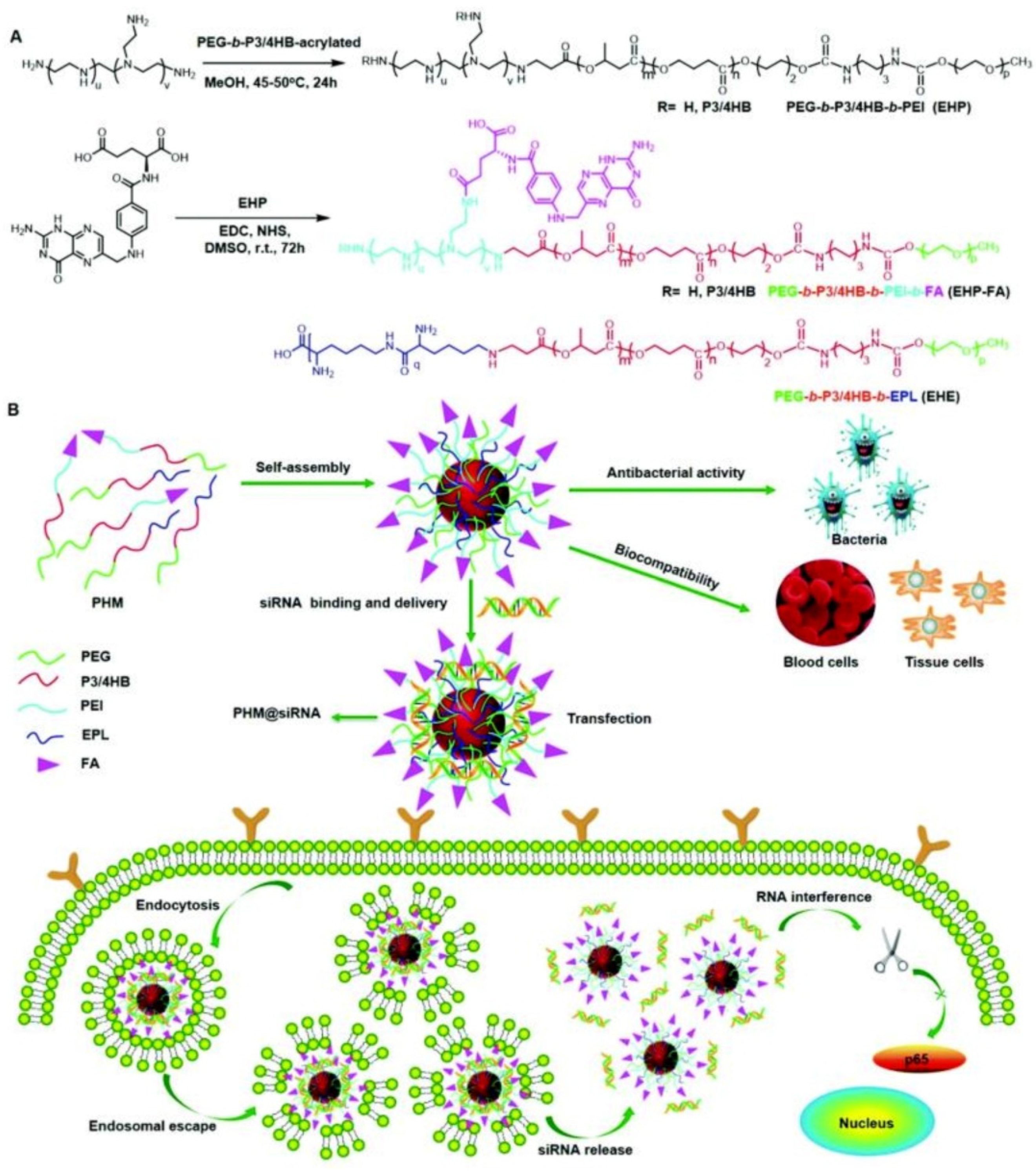 Pharmaceutics 13 02108 g014