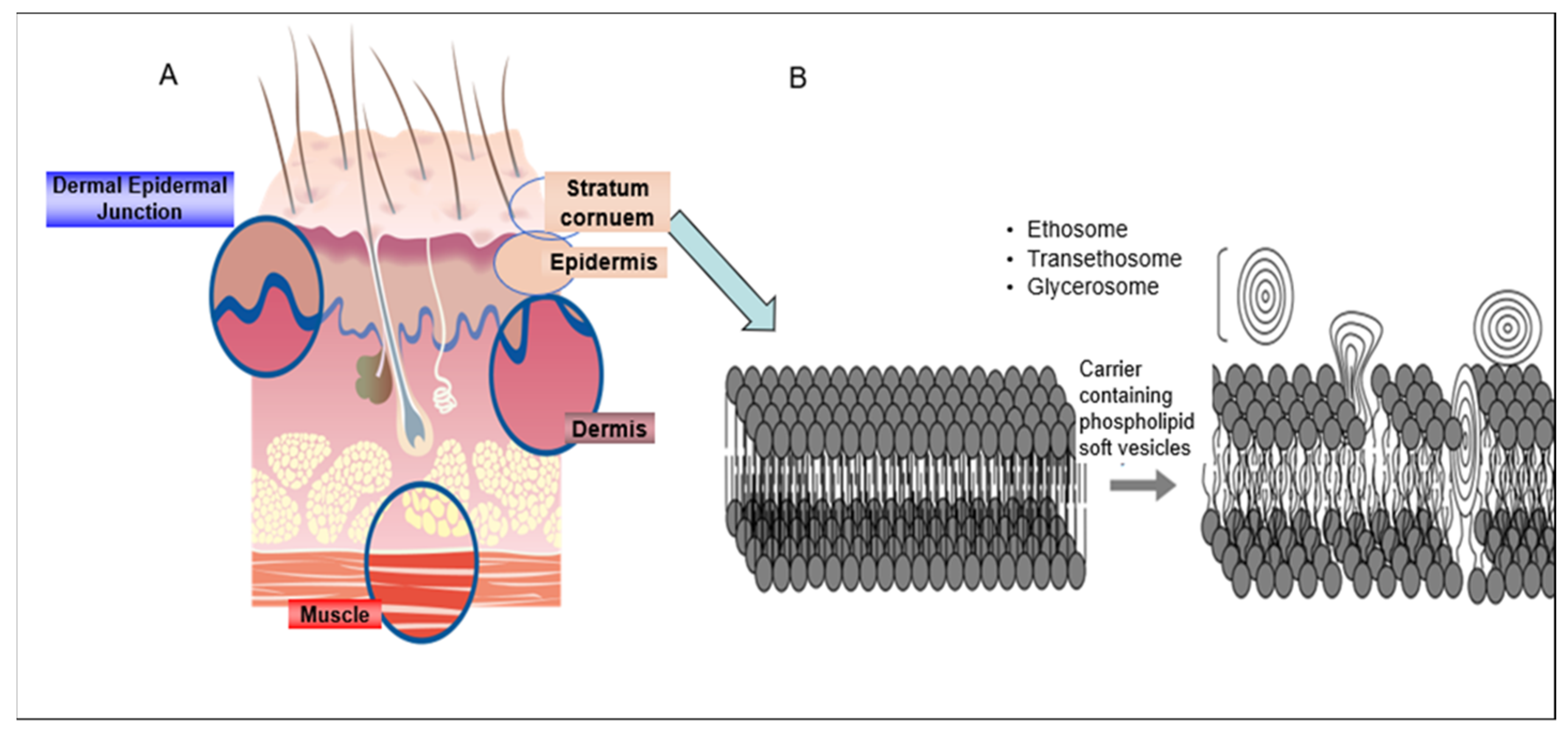 Pharmaceutics 13 02129 g001