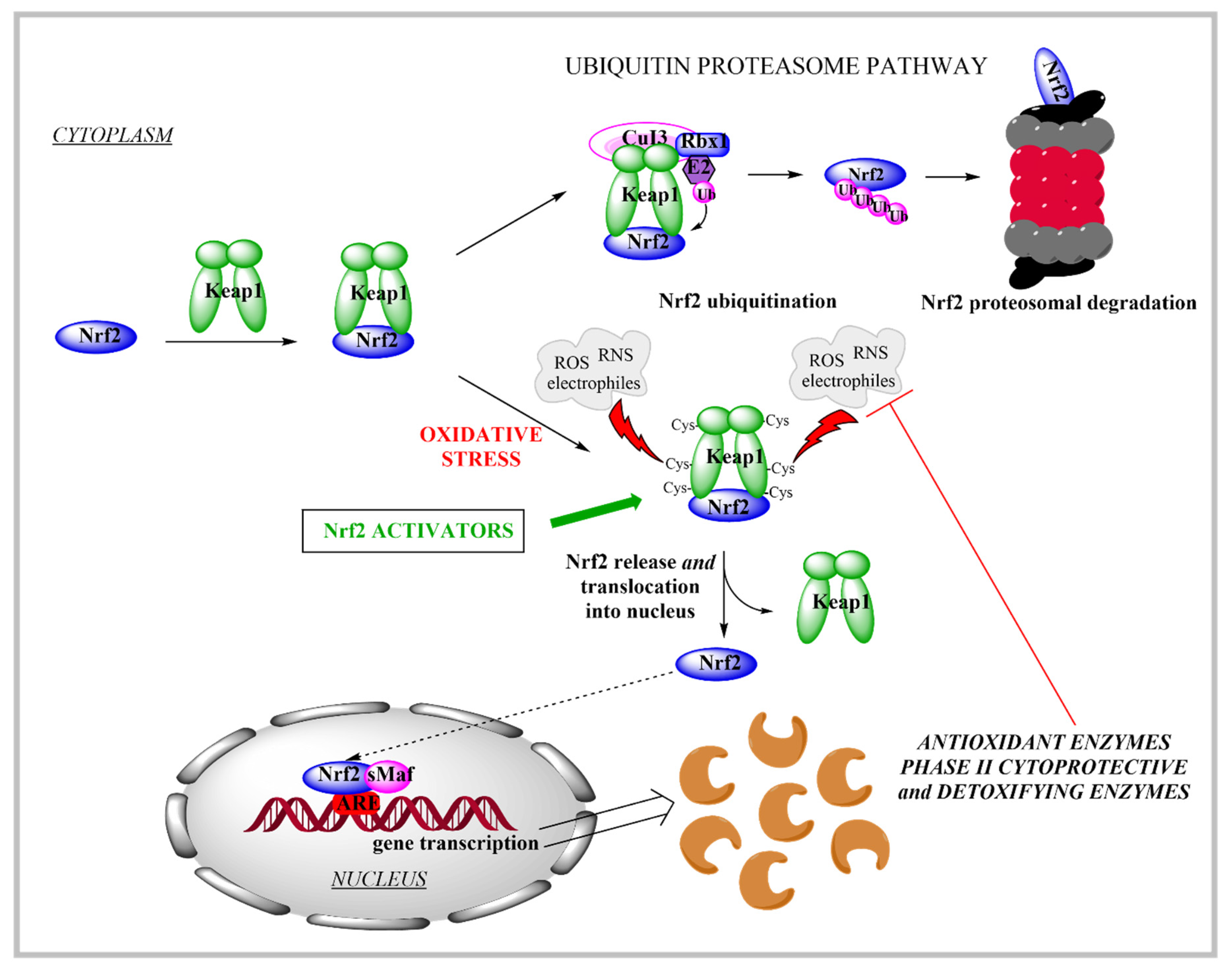 Pharmaceutics 13 02137 g001