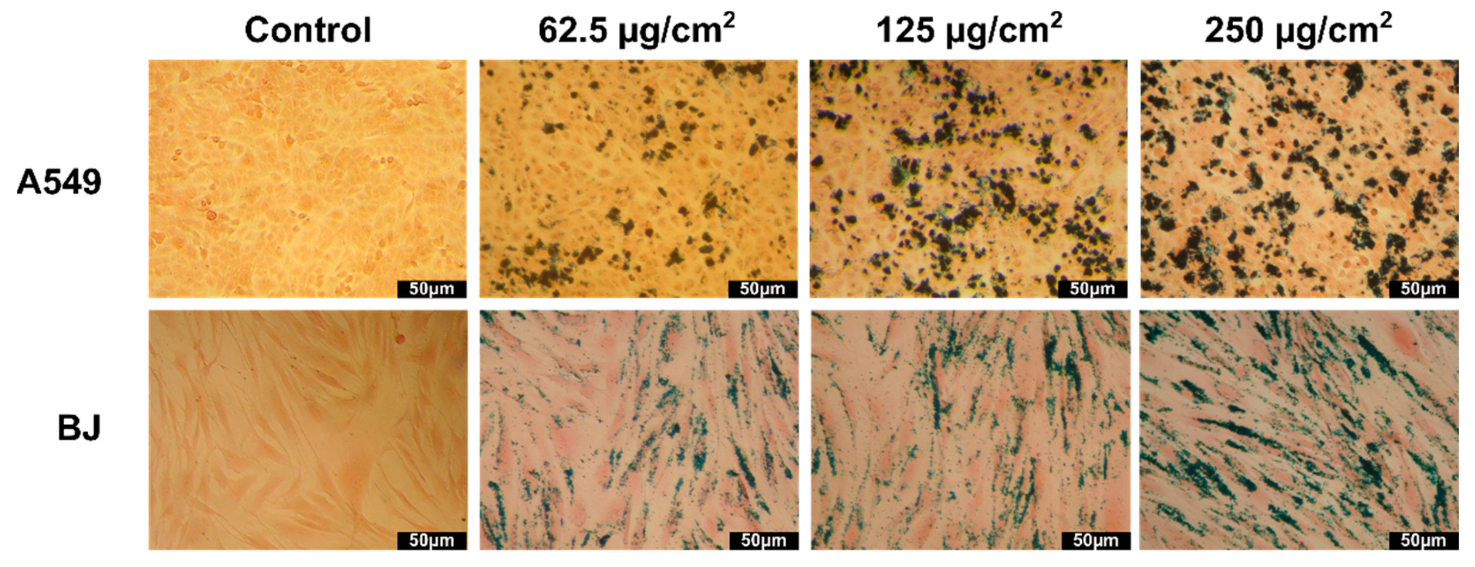 Pharmaceutics 13 02148 g007