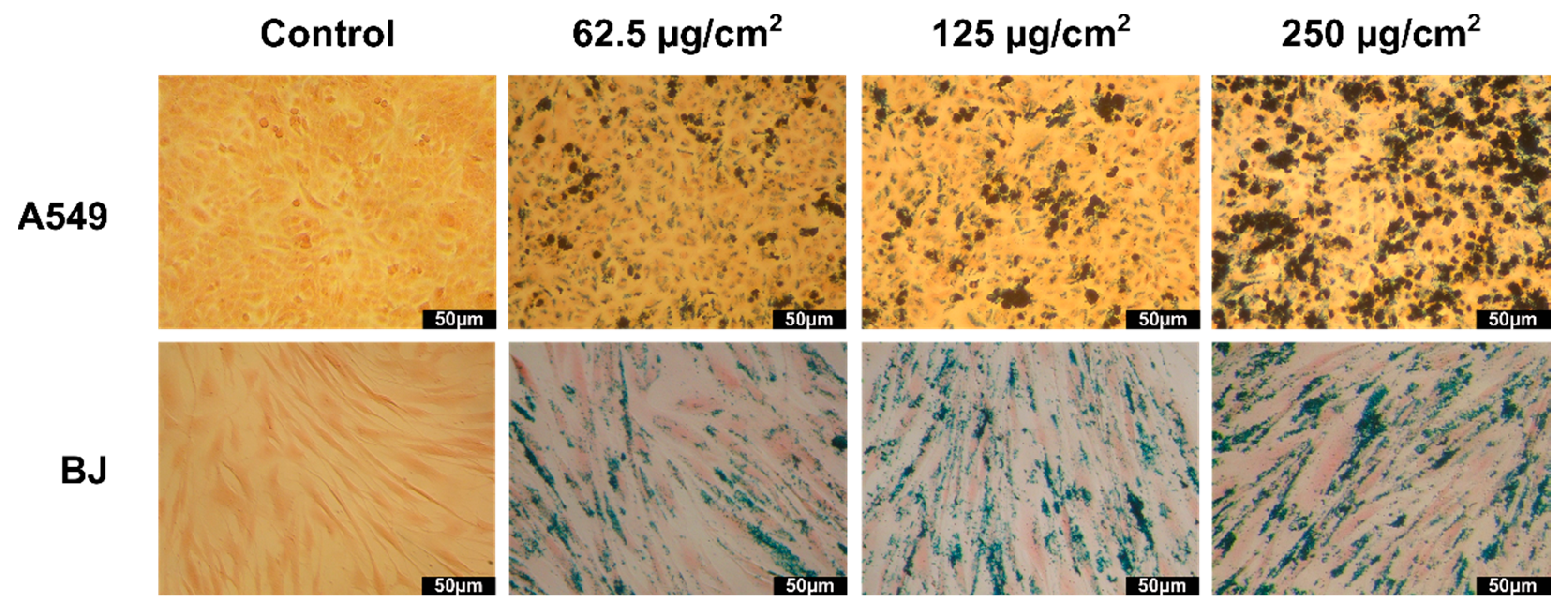 Pharmaceutics 13 02148 g008