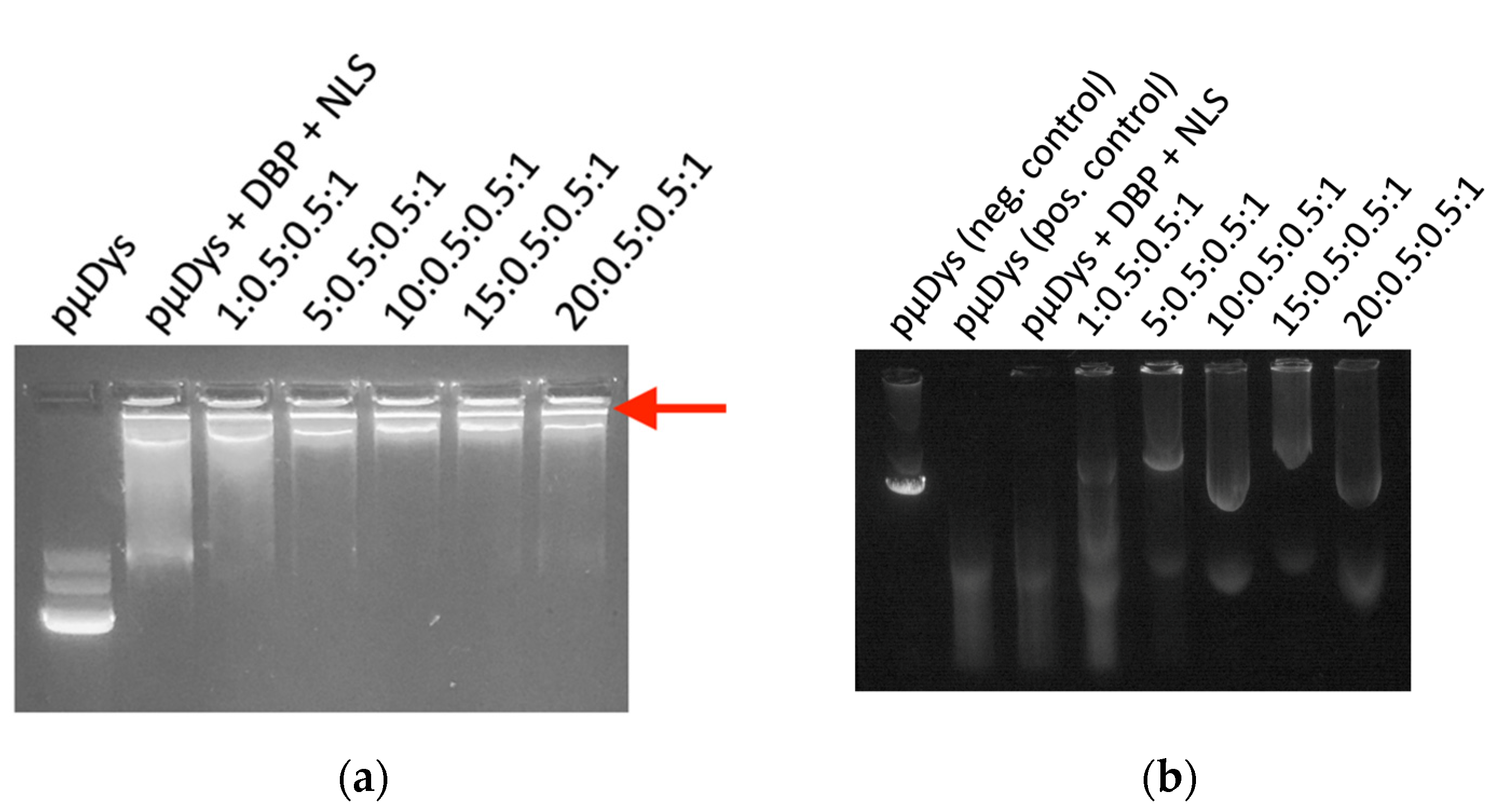 Pharmaceutics 13 02159 g002