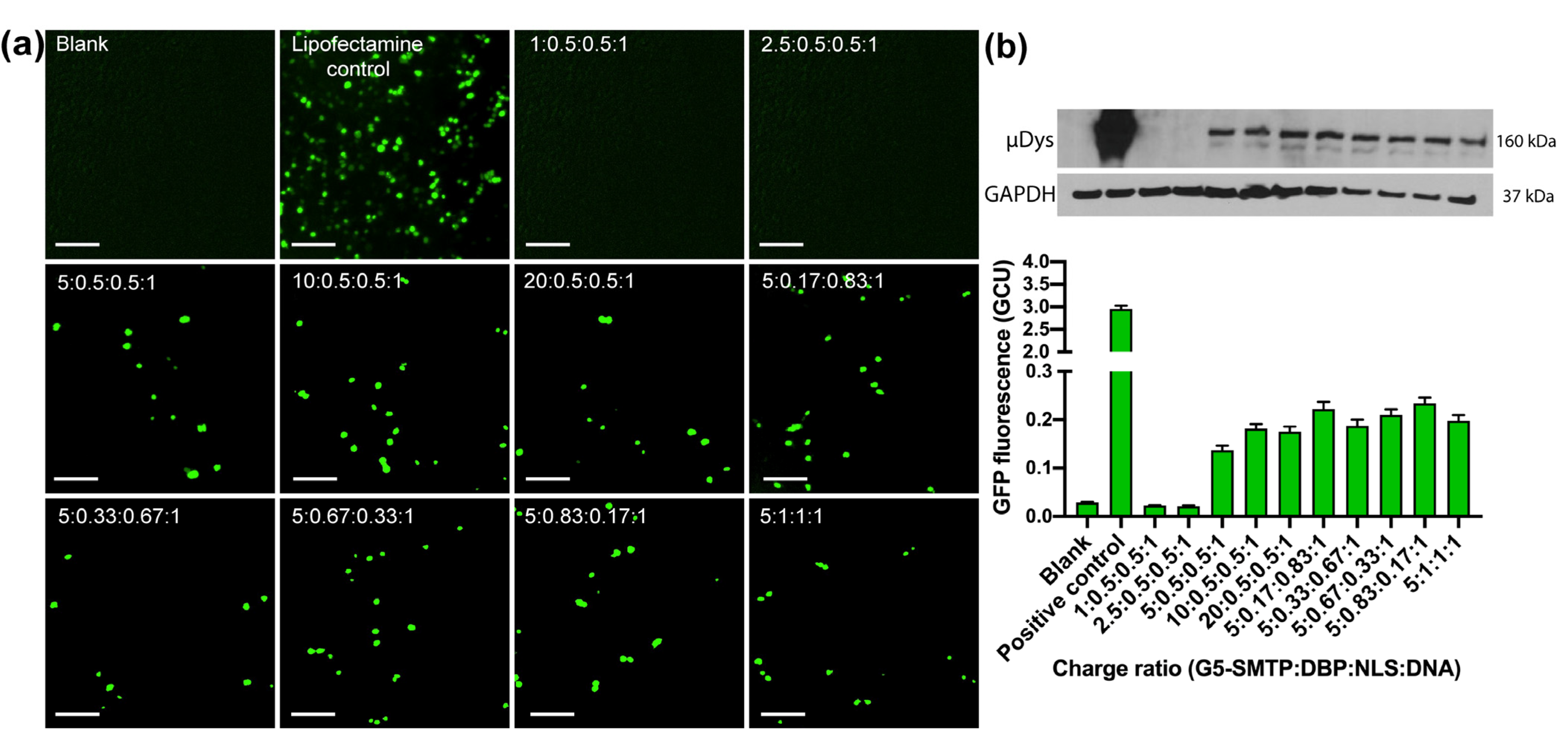Pharmaceutics 13 02159 g005