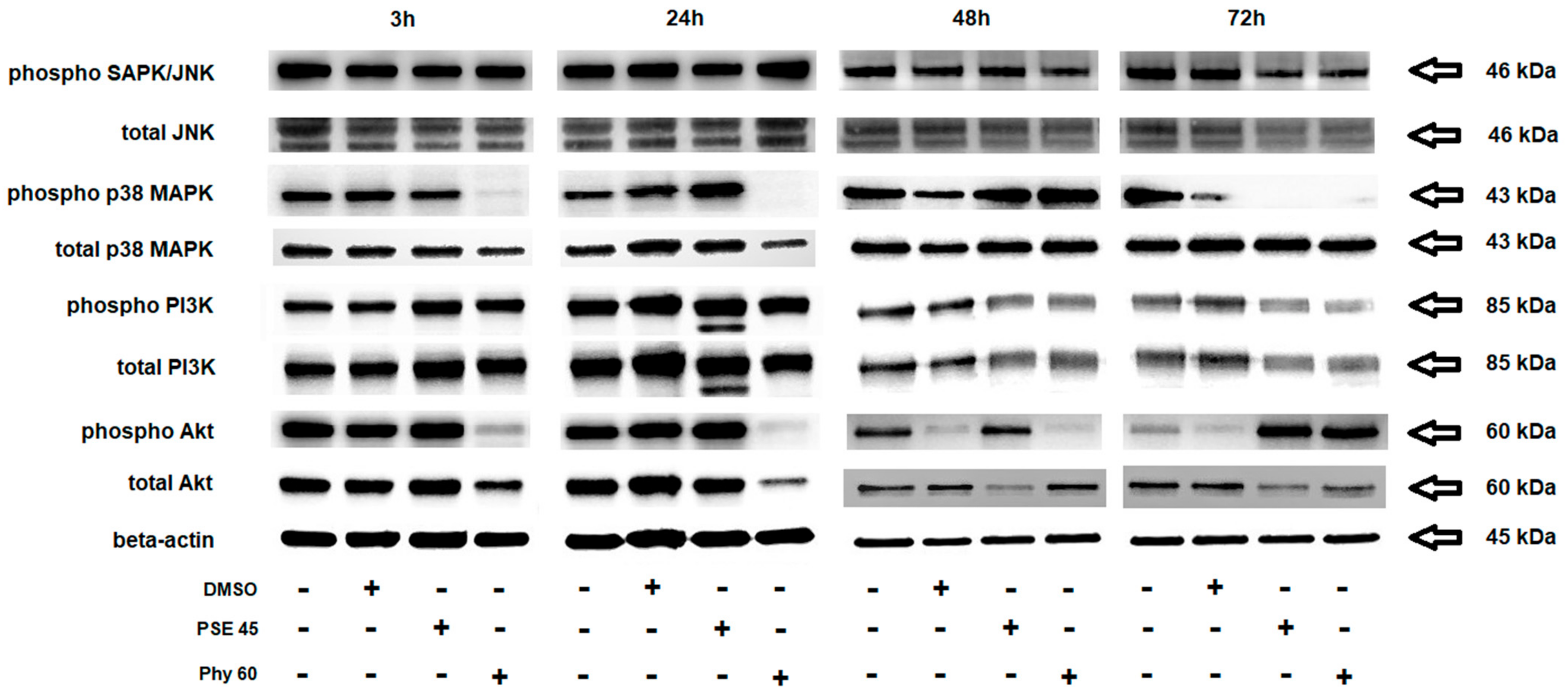Pharmaceutics 13 02173 g007