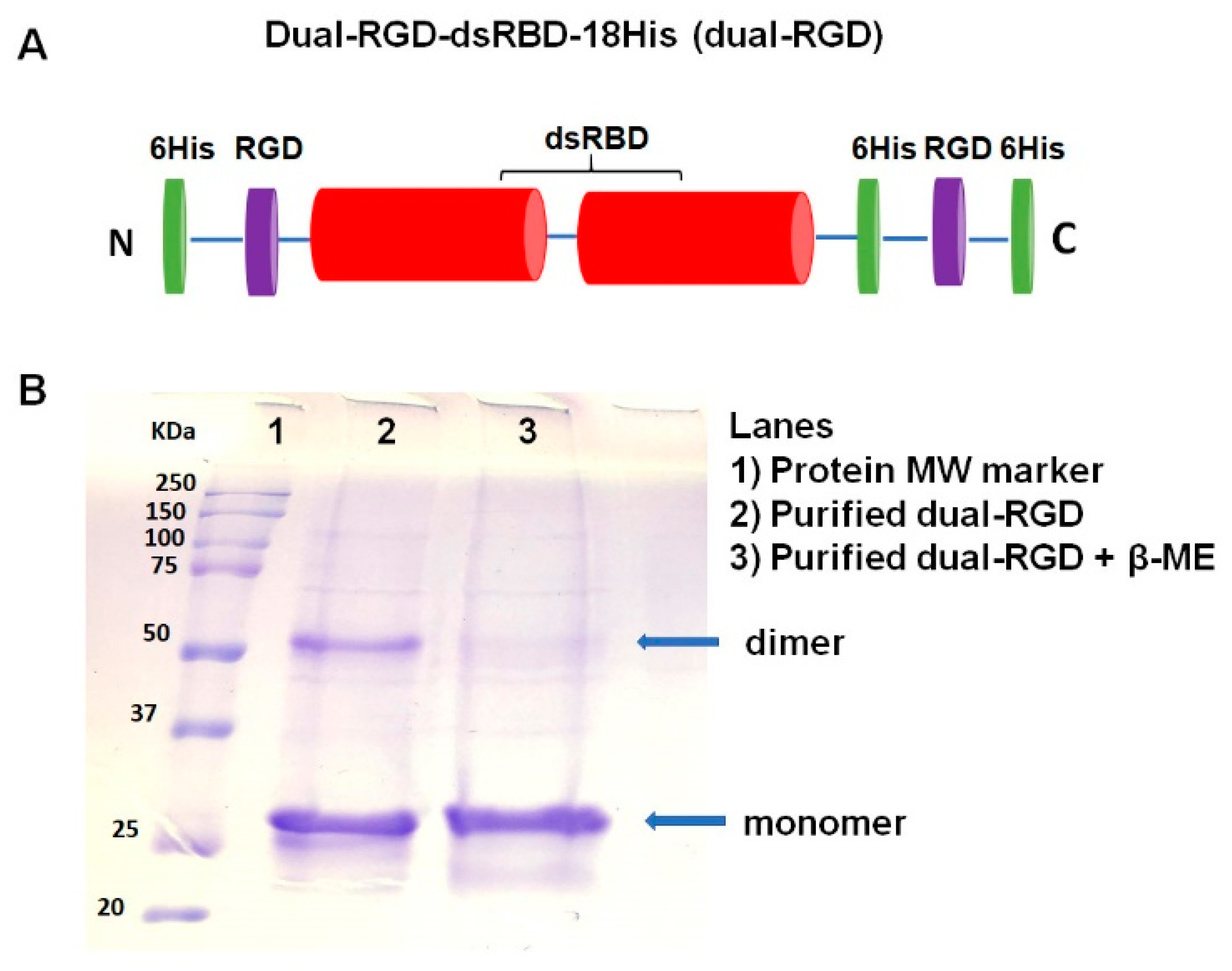 Pharmaceutics 13 02182 g001