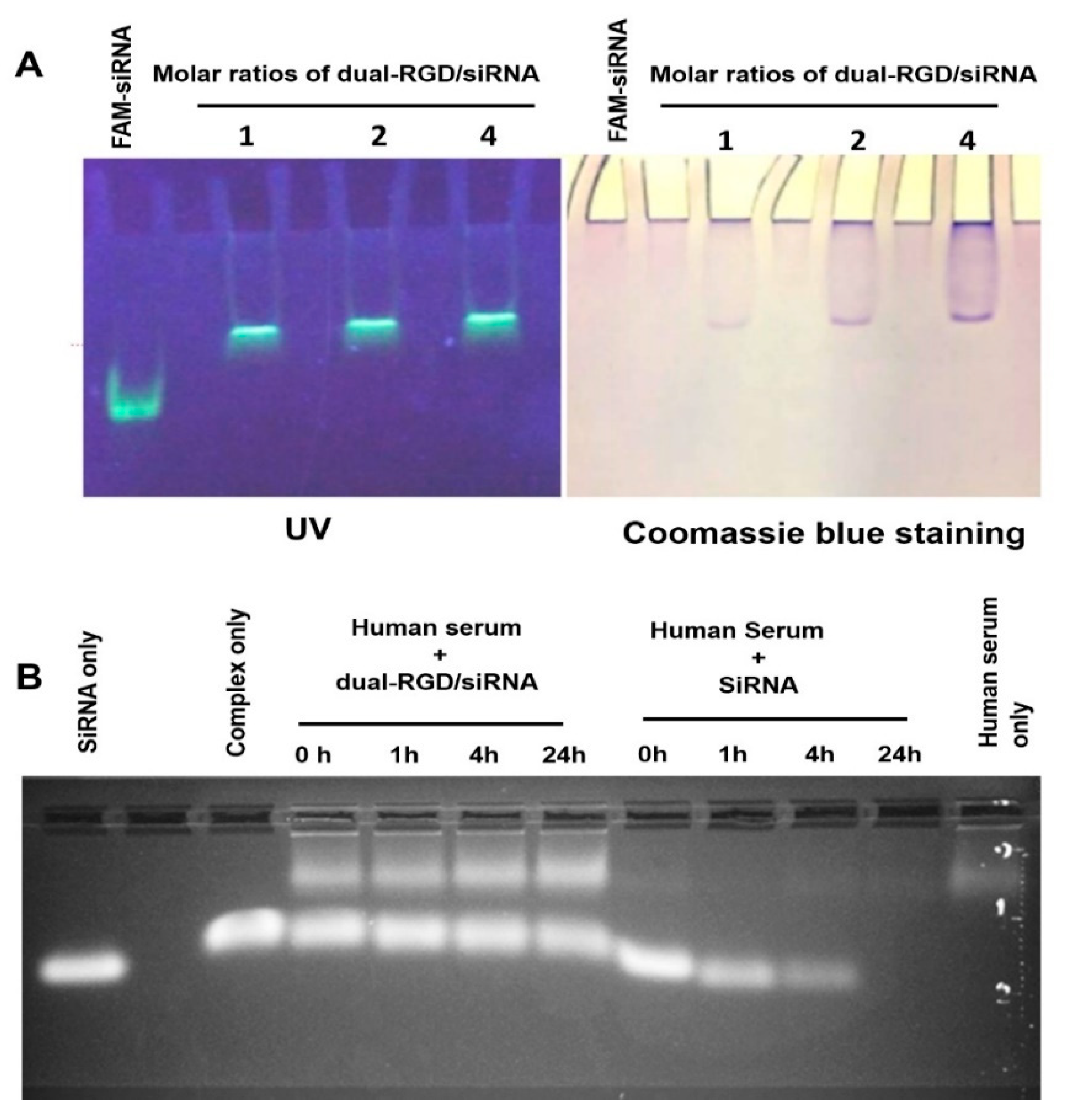 Pharmaceutics 13 02182 g002