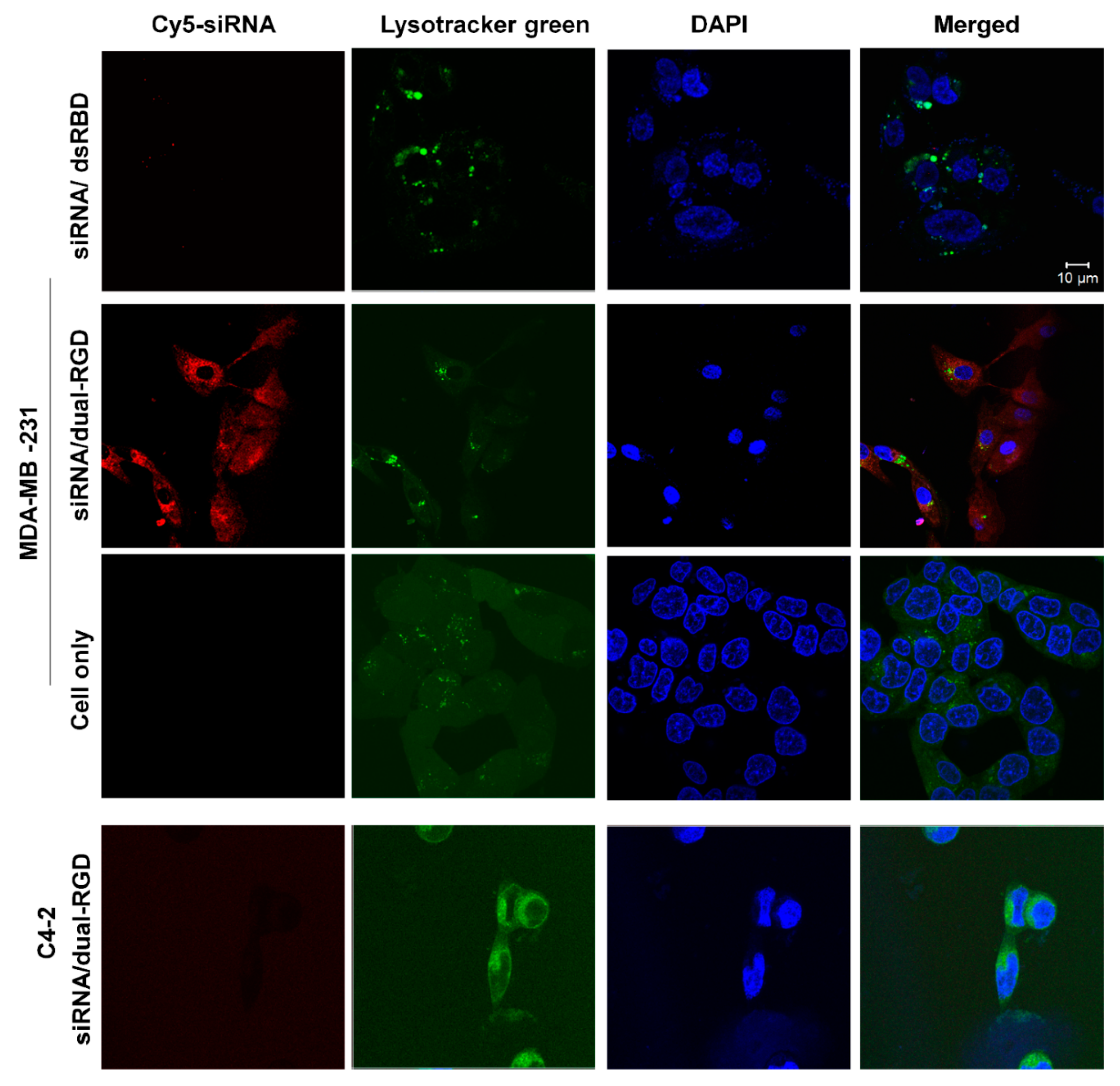 Pharmaceutics 13 02182 g004