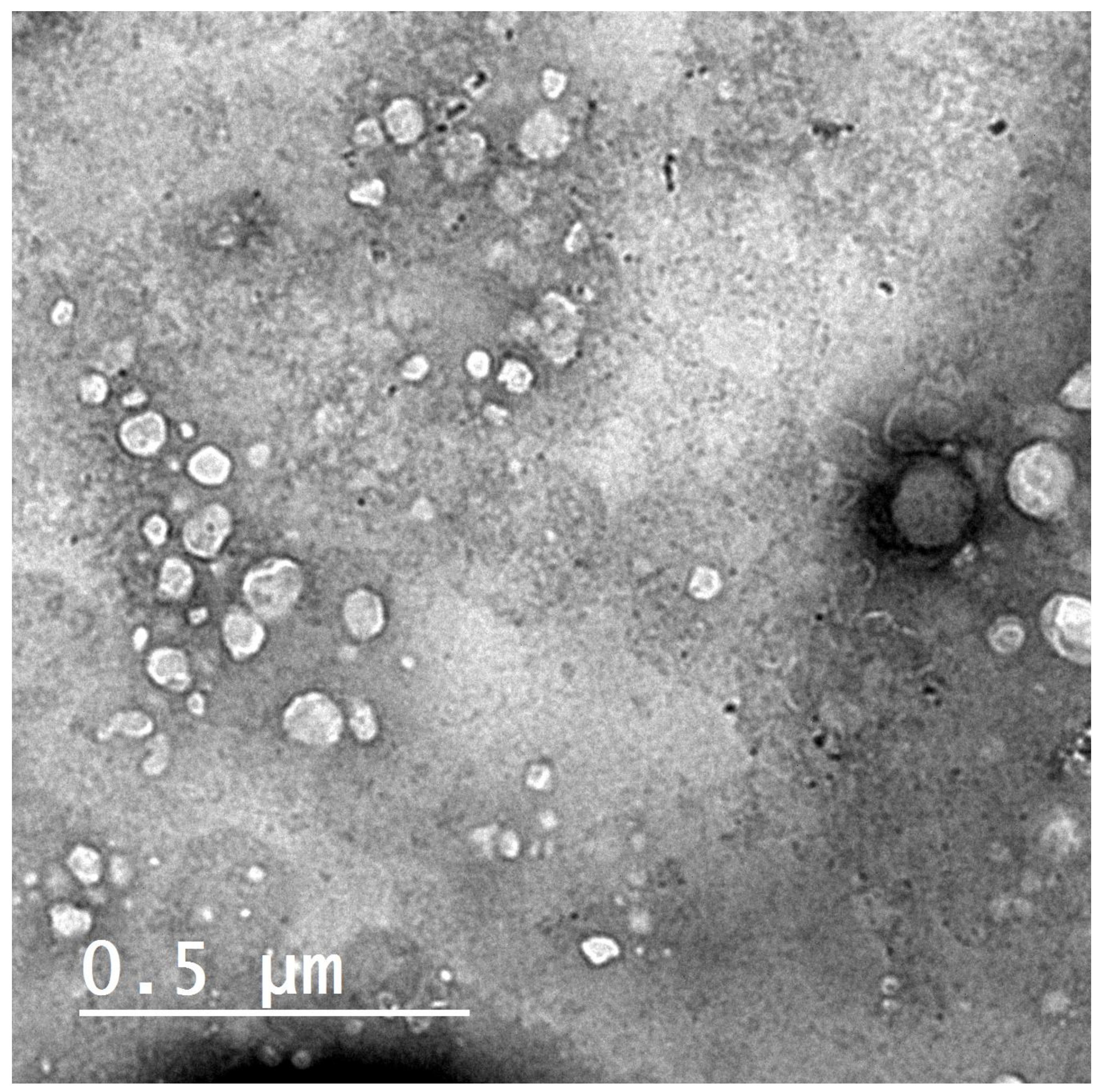 Pharmaceutics 13 02184 g001