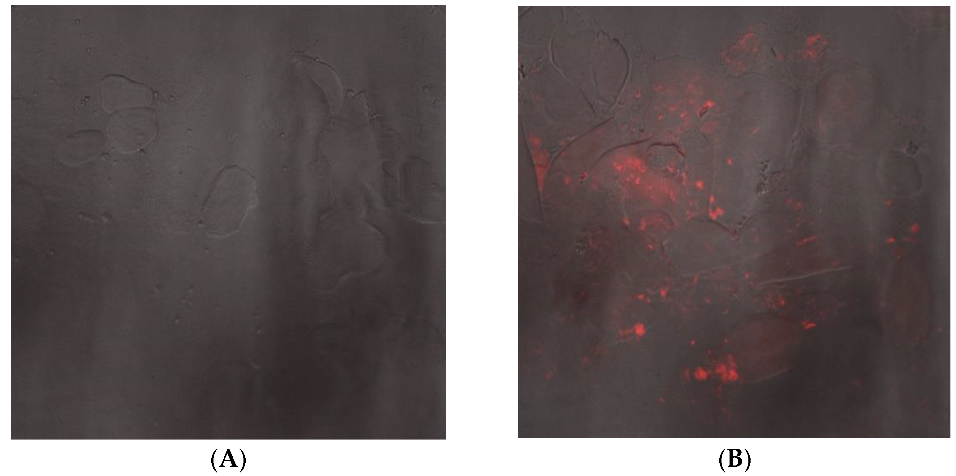 Pharmaceutics 13 02186 g003a