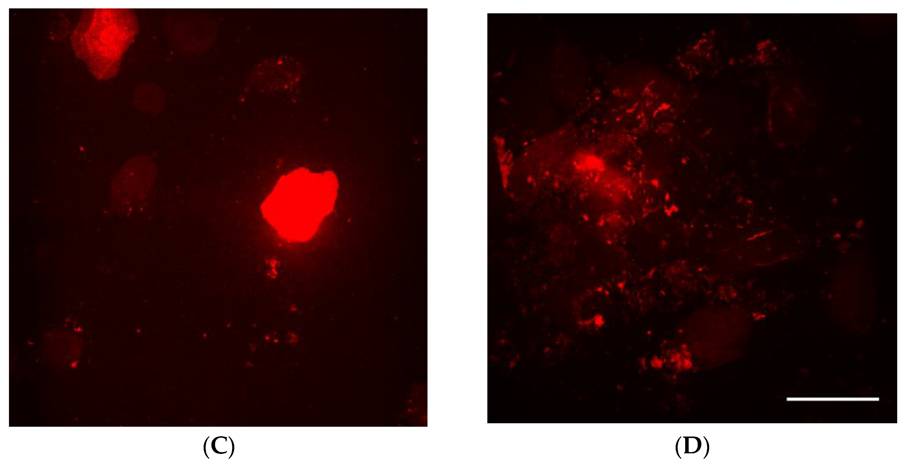 Pharmaceutics 13 02186 g003b