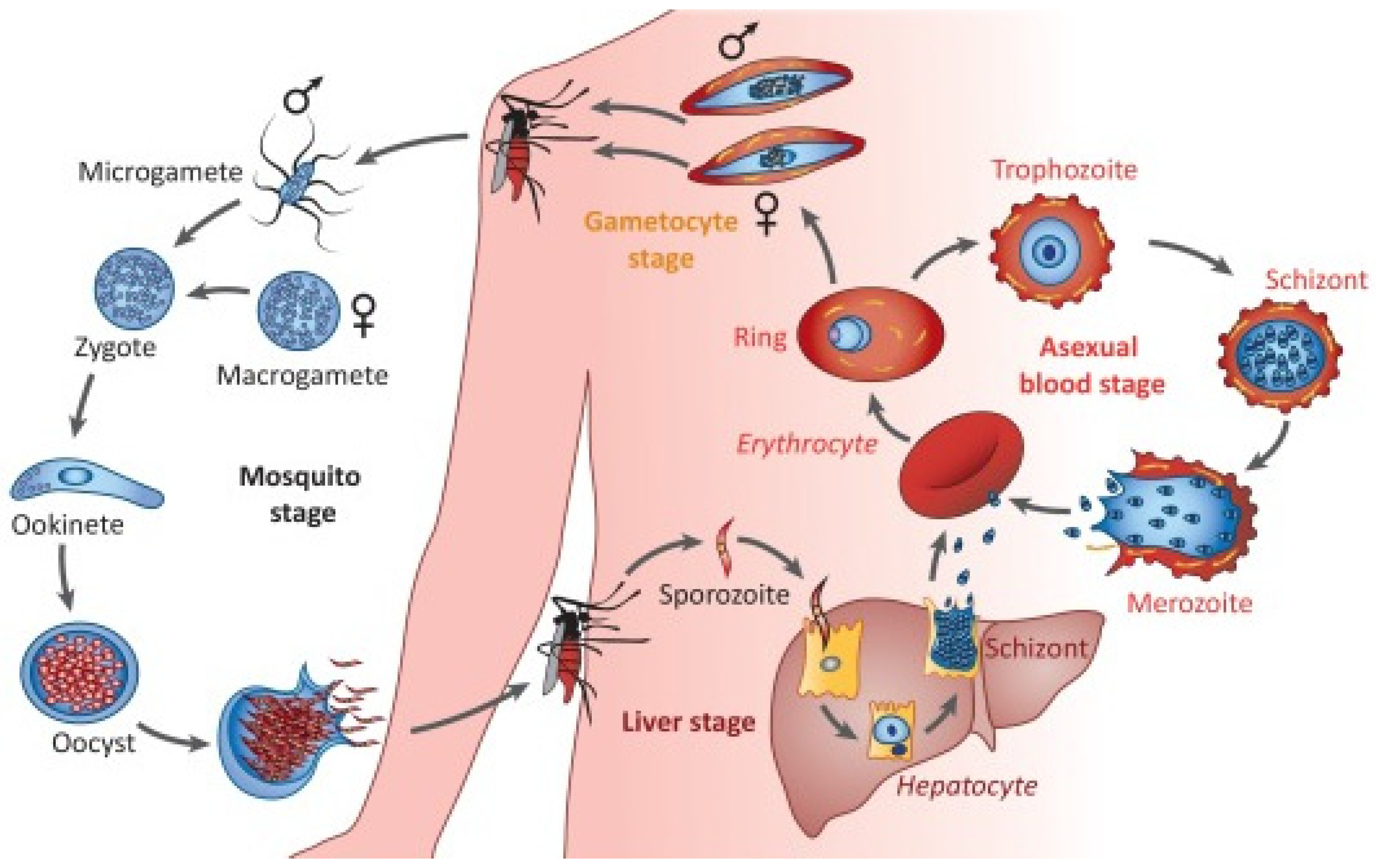 Pharmaceutics 13 02189 g001