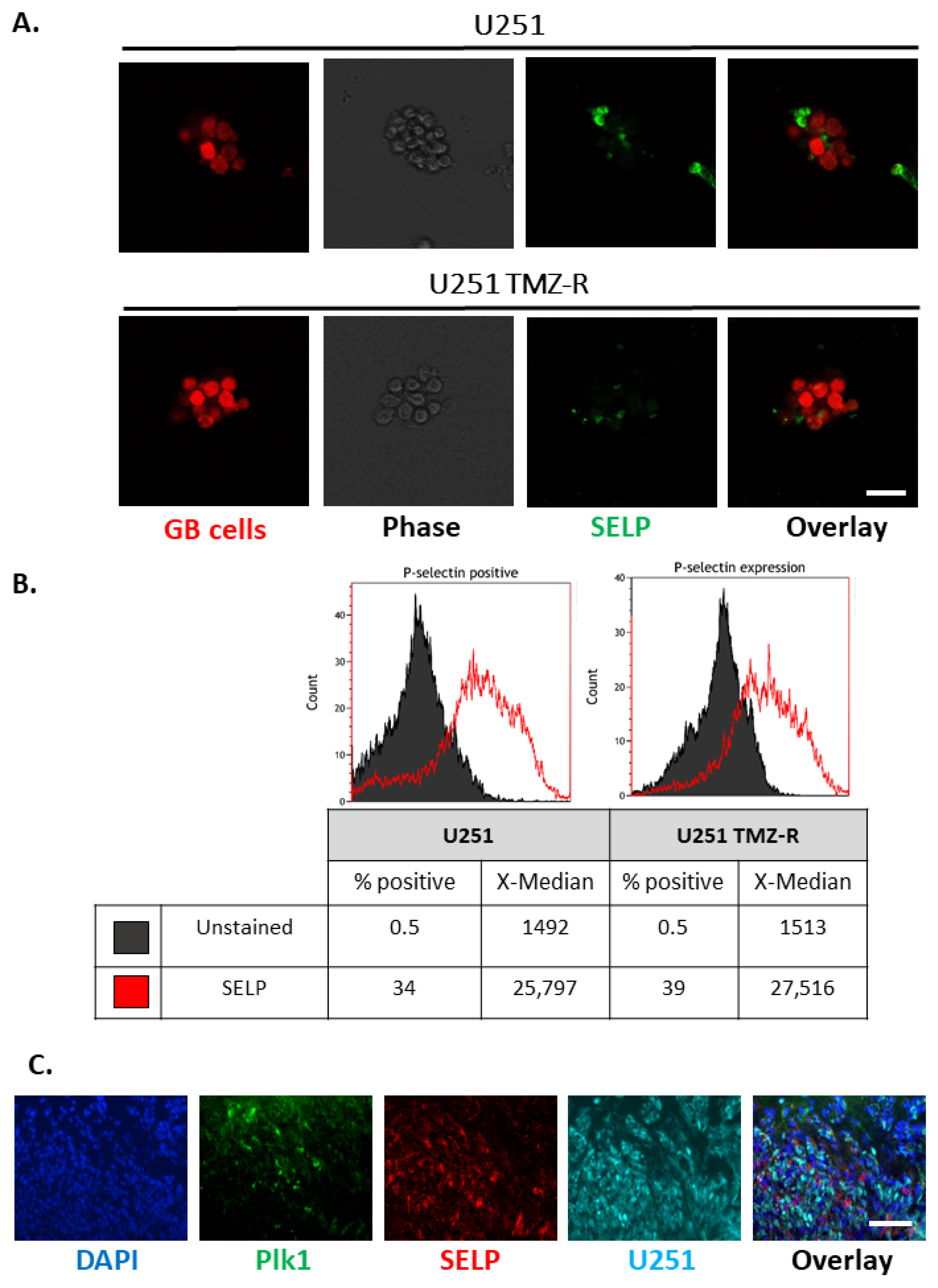 Pharmaceutics 13 02199 g004
