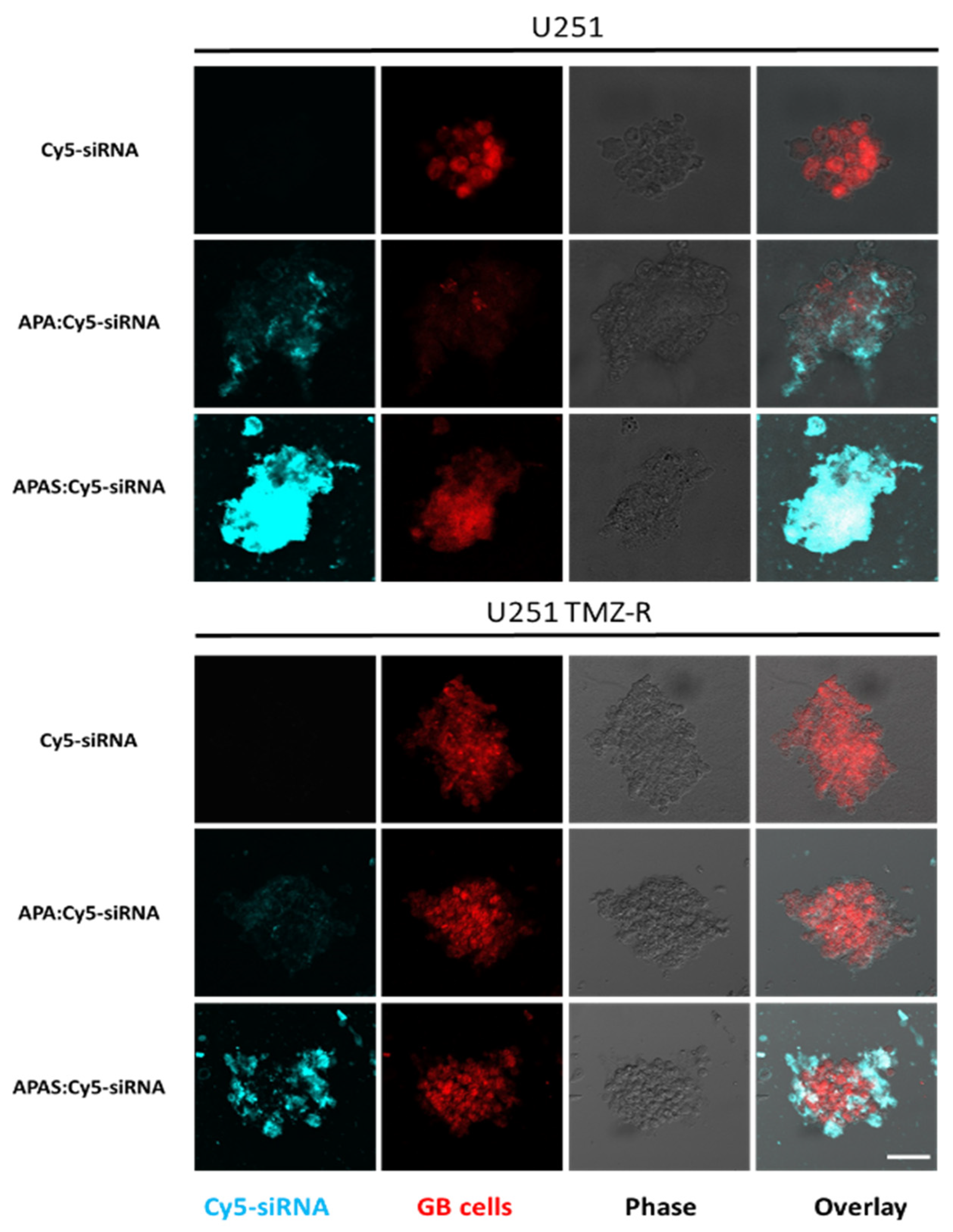 Pharmaceutics 13 02199 g007