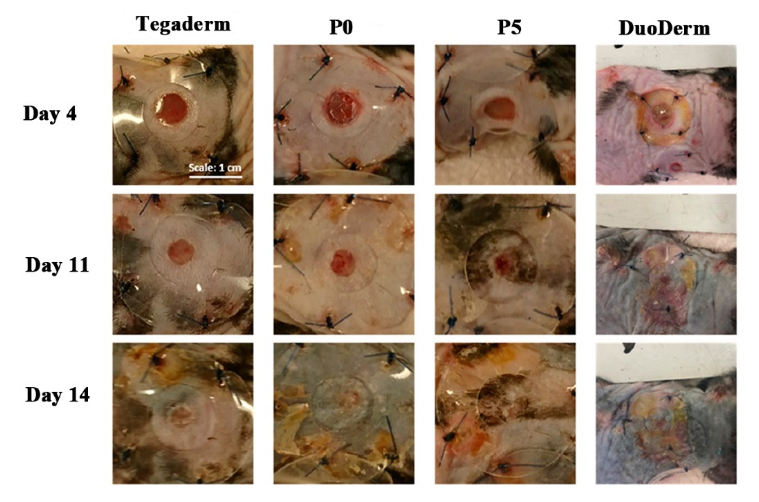 Pharmaceutics 14 00006 g002