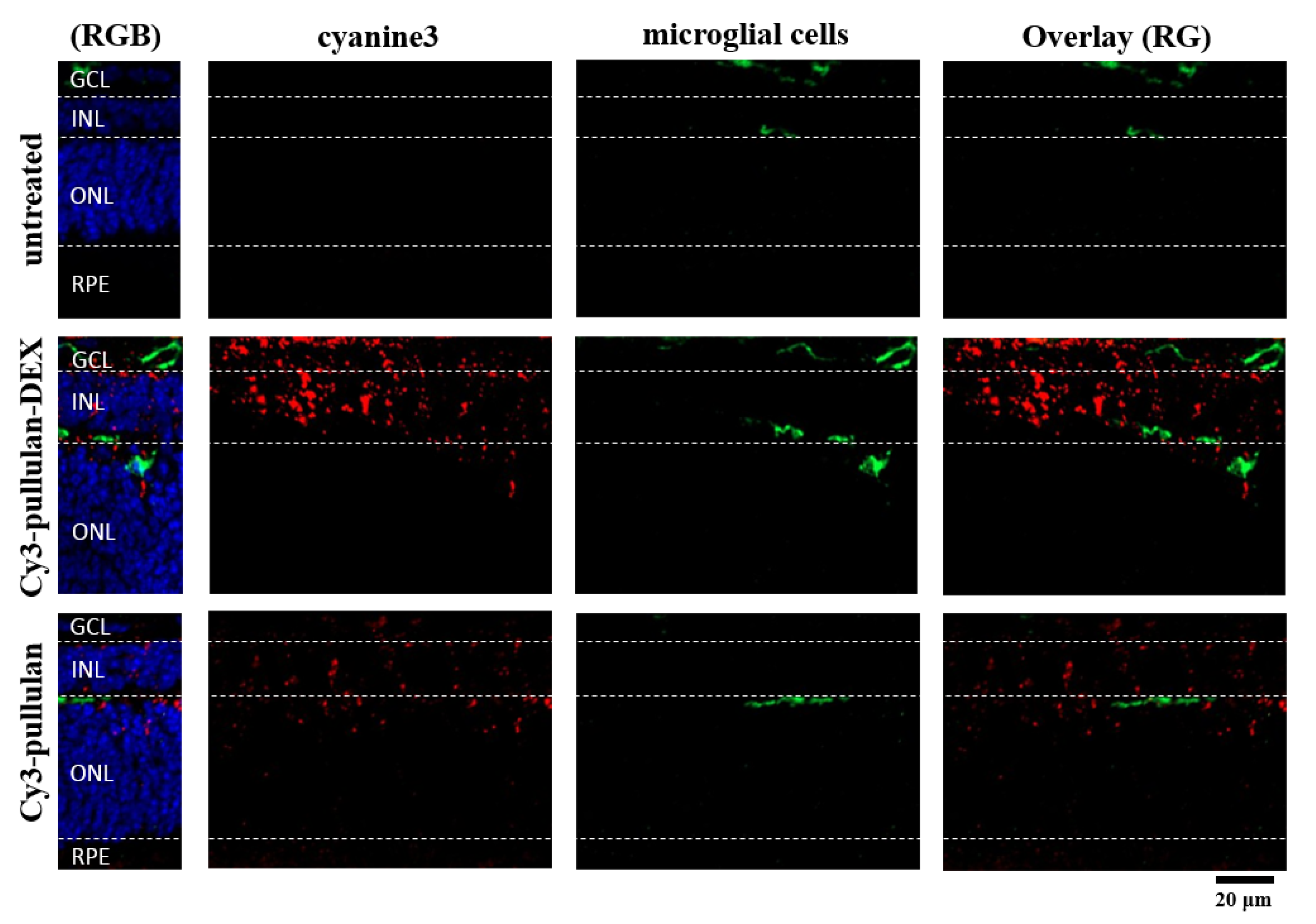 Pharmaceutics 14 00012 g010