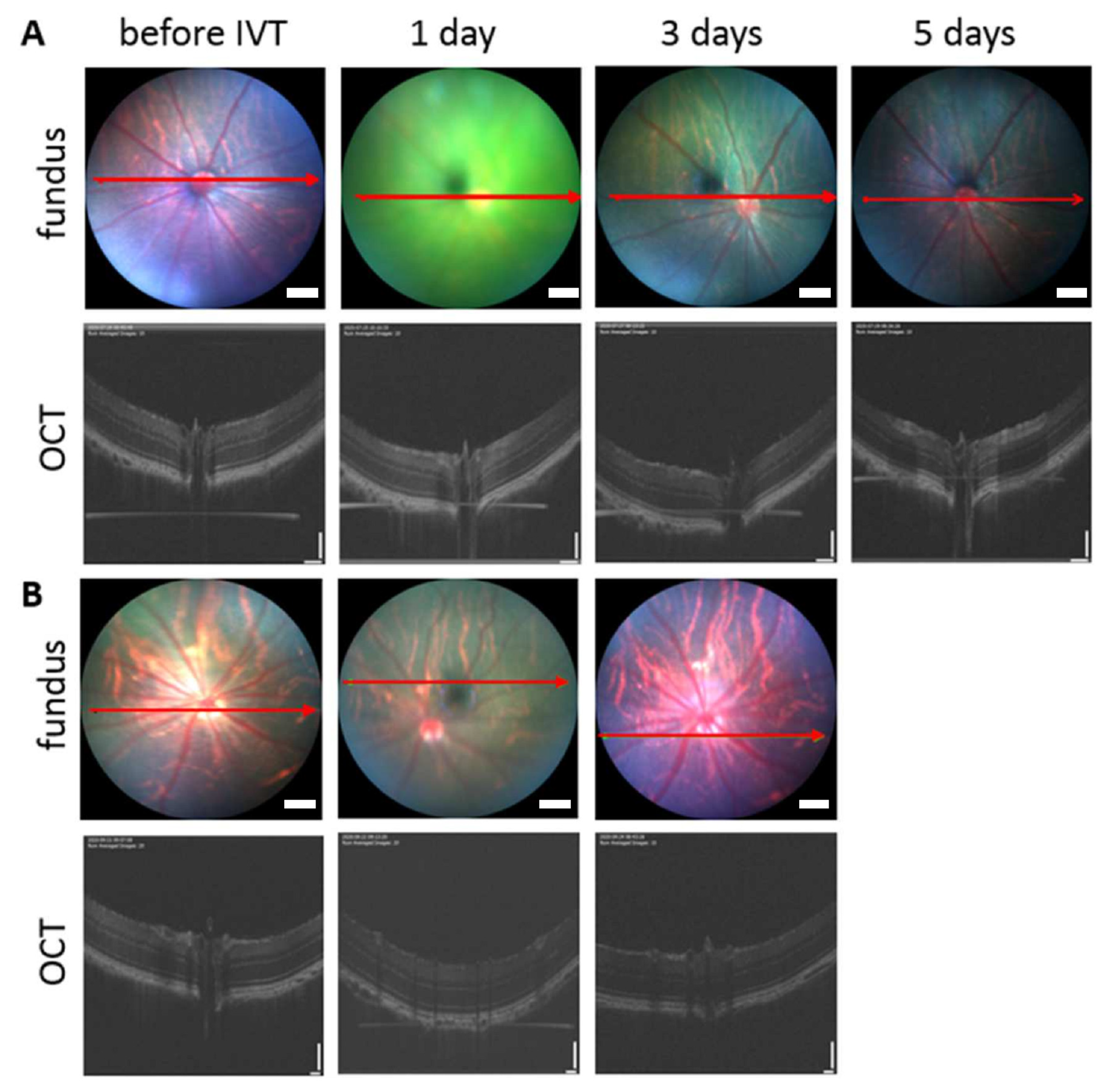 Pharmaceutics 14 00012 g011