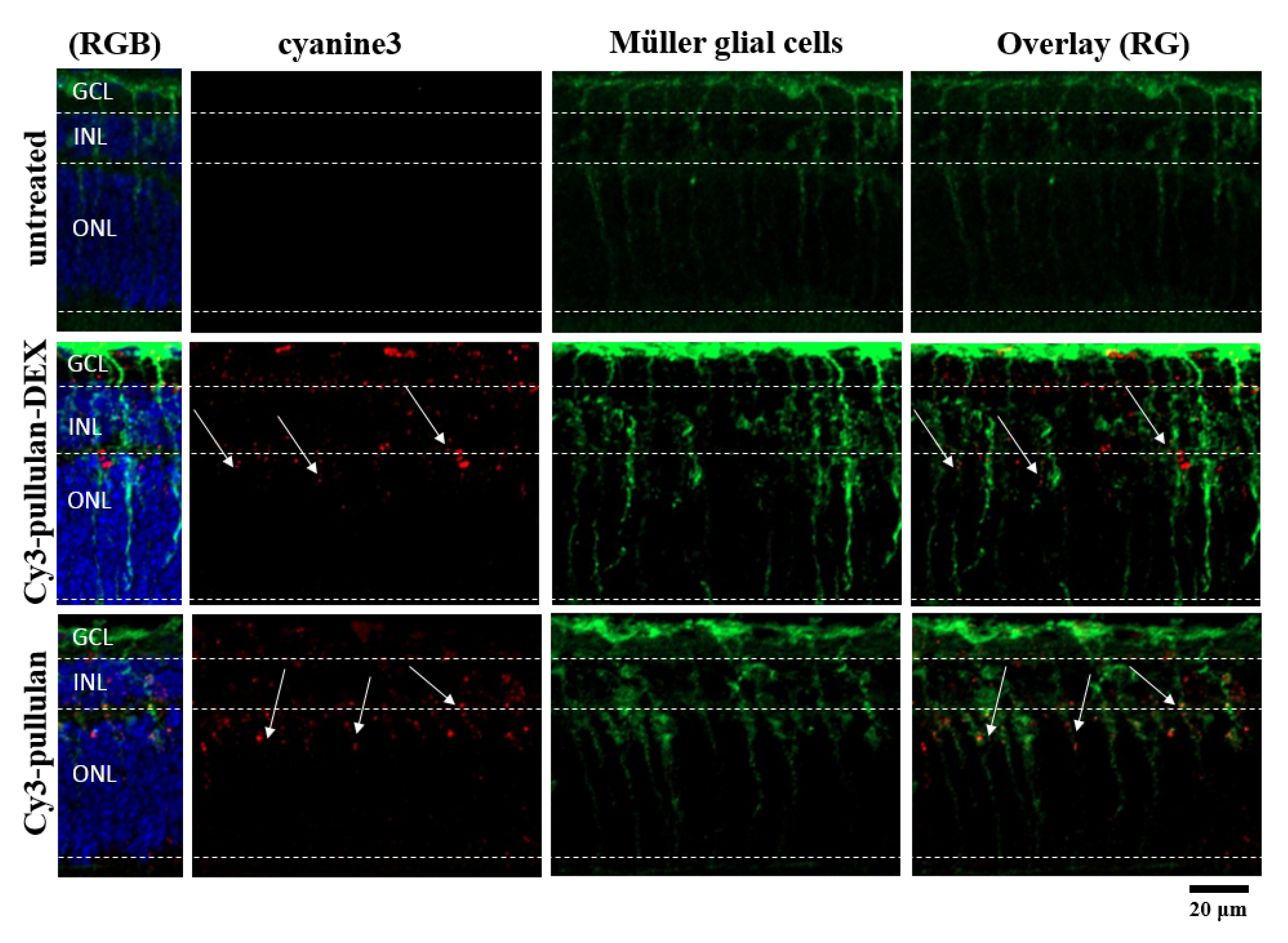 Pharmaceutics 14 00012 g012