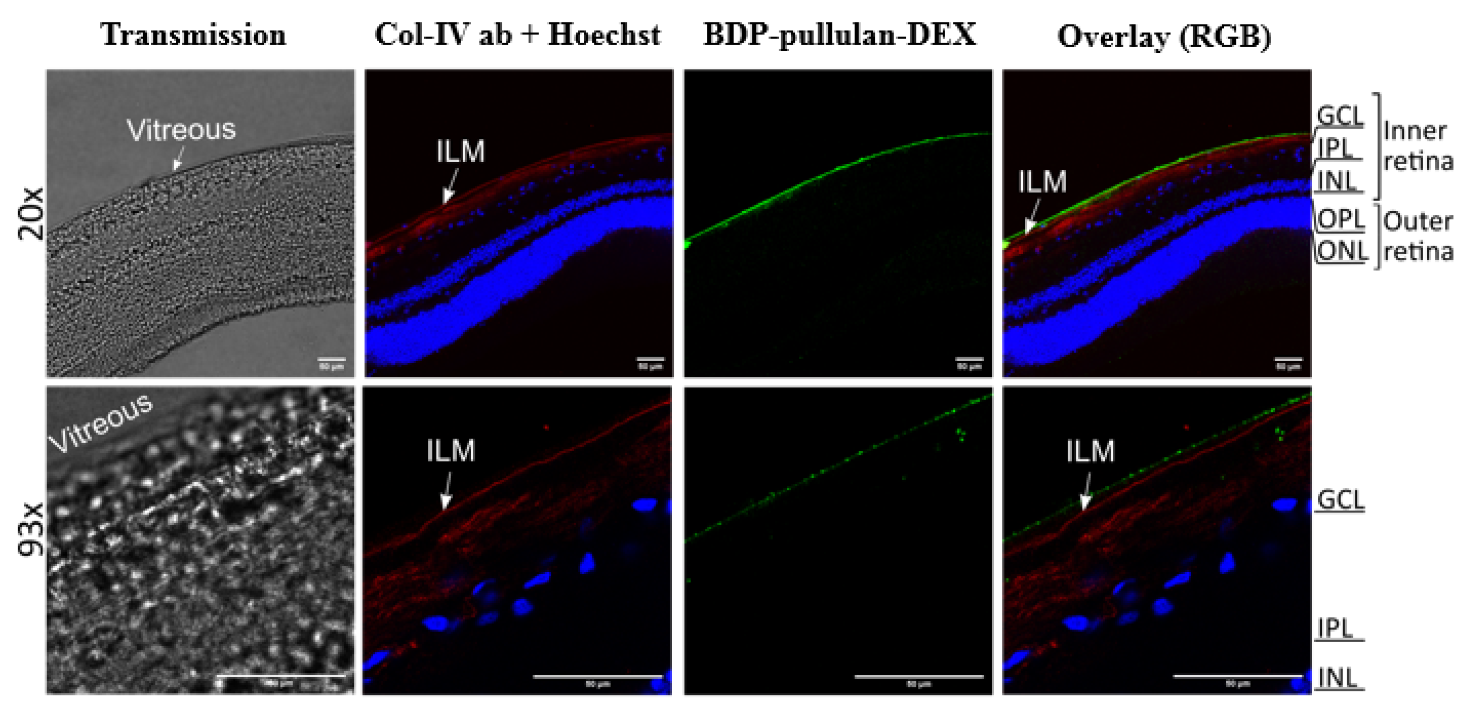 Pharmaceutics 14 00012 g013