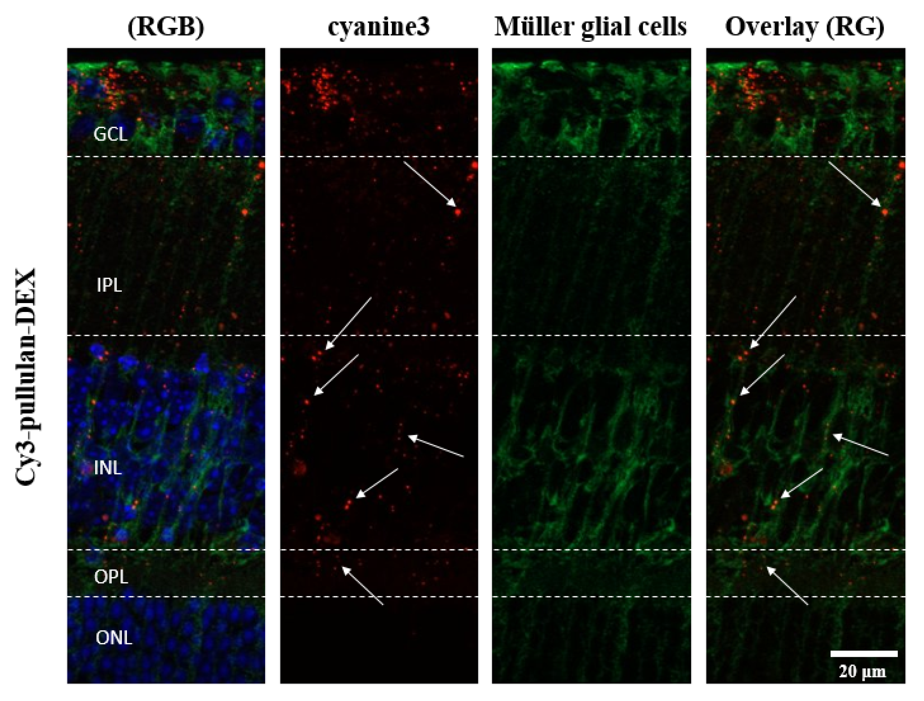 Pharmaceutics 14 00012 g014