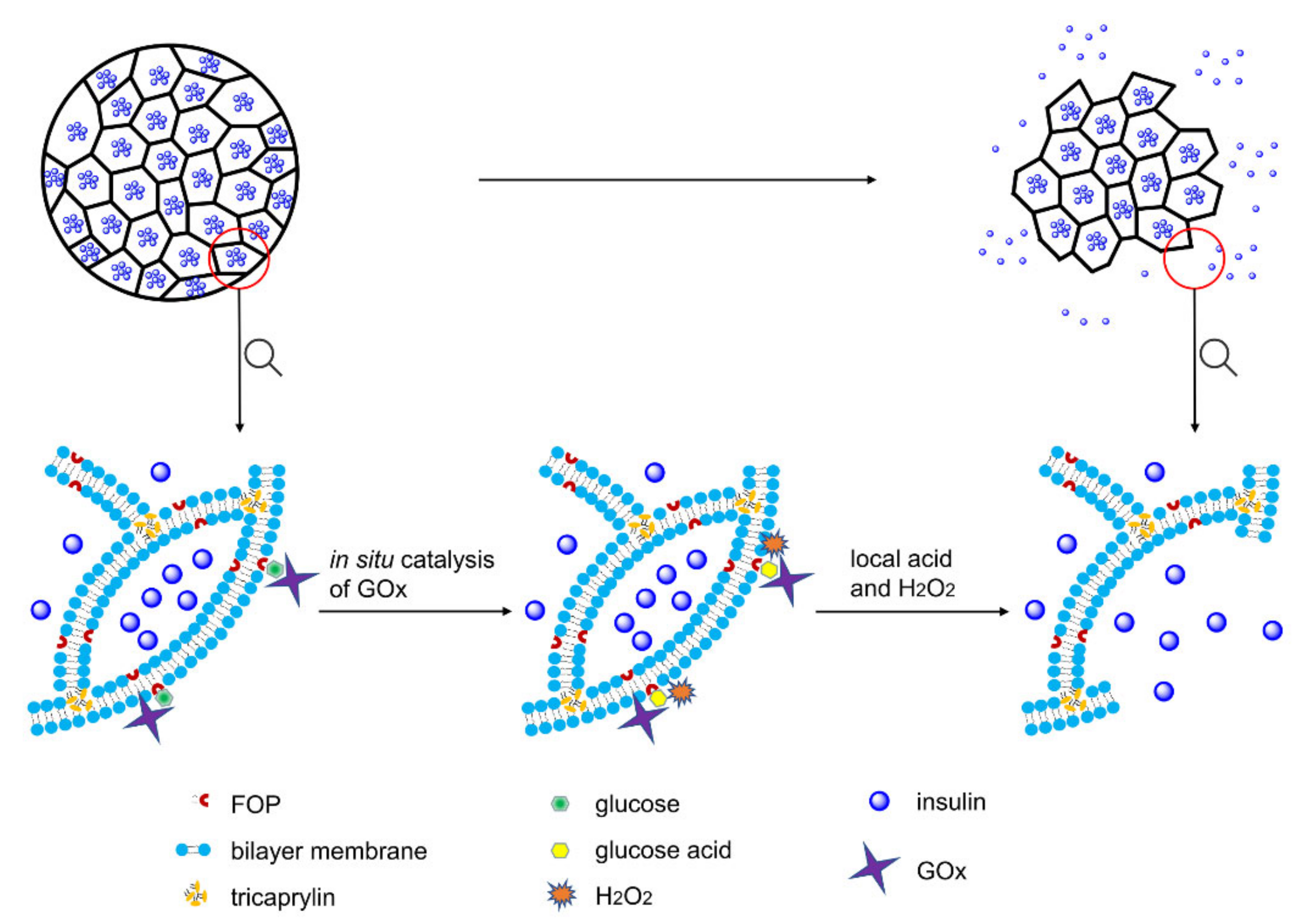 Pharmaceutics 14 00021 g001