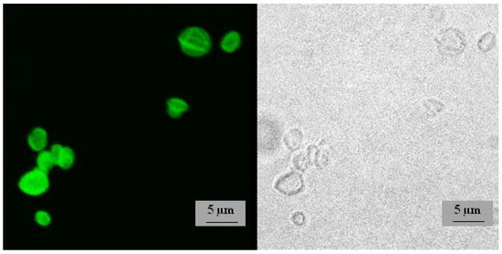 Pharmaceutics 14 00065 g0a5 550