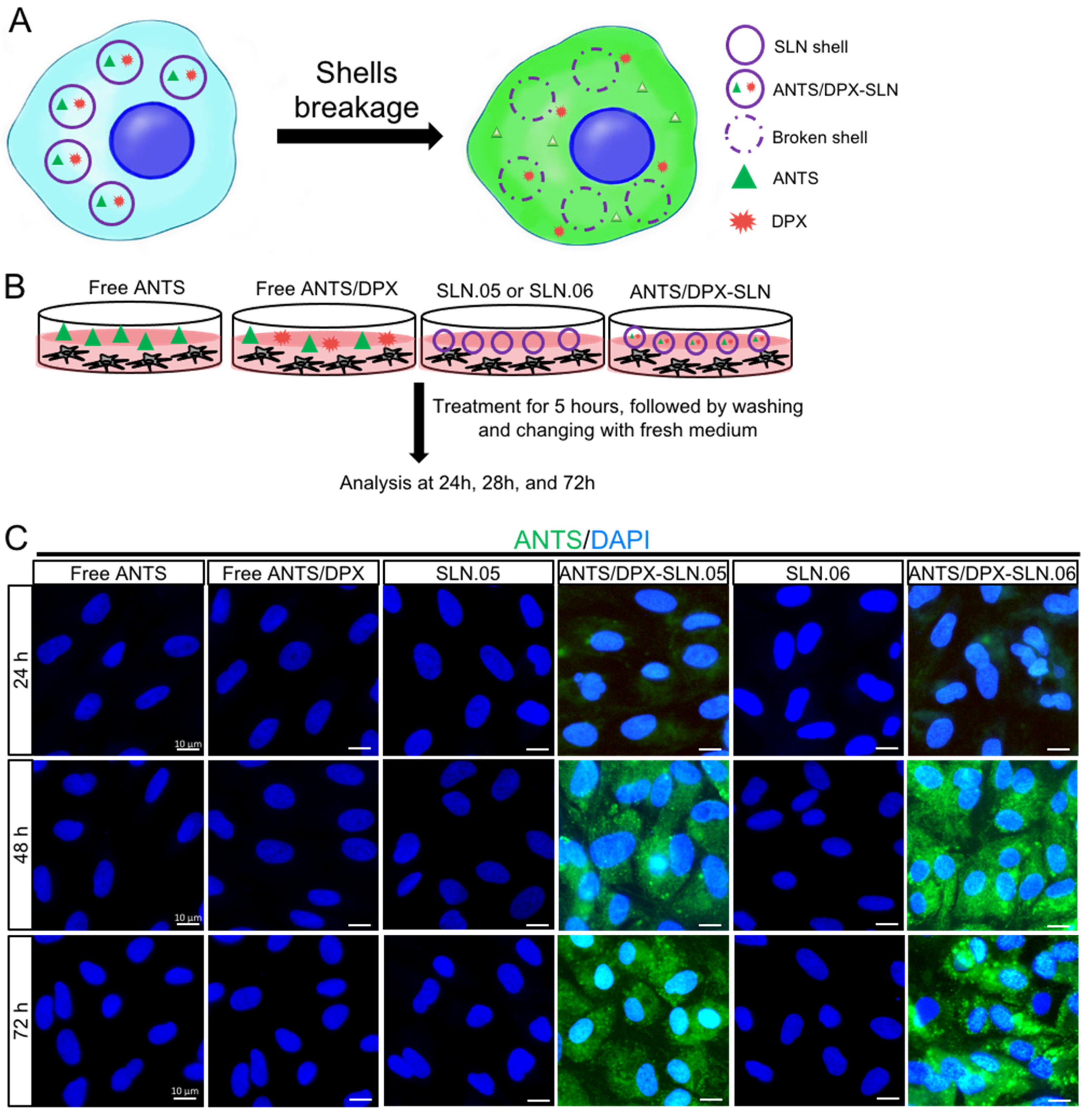 Pharmaceutics 14 00074 g007 Pharmaceutics 14 00074 g007