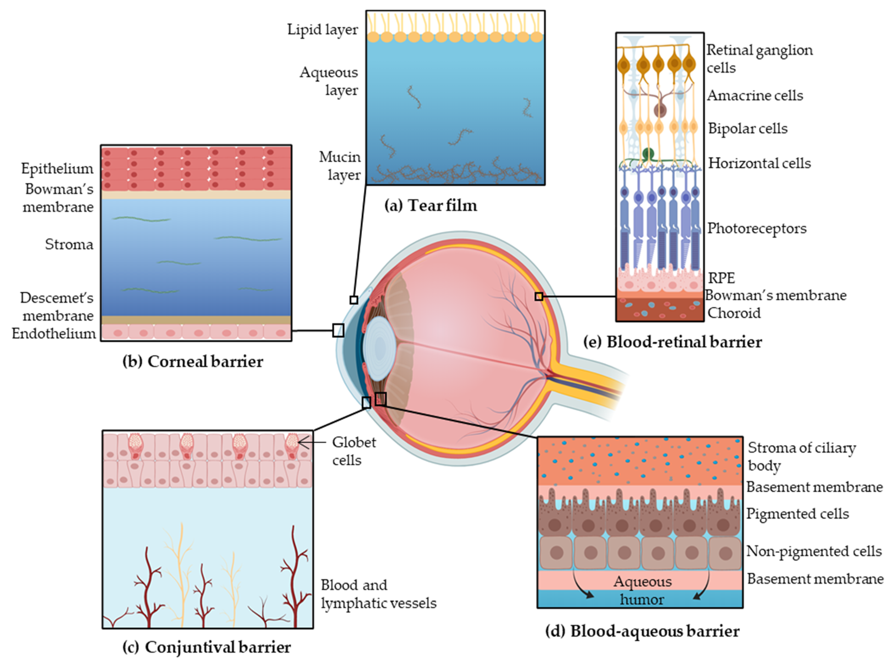 Pharmaceutics 14 00090 g001 Pharmaceutics 14 00090 g001