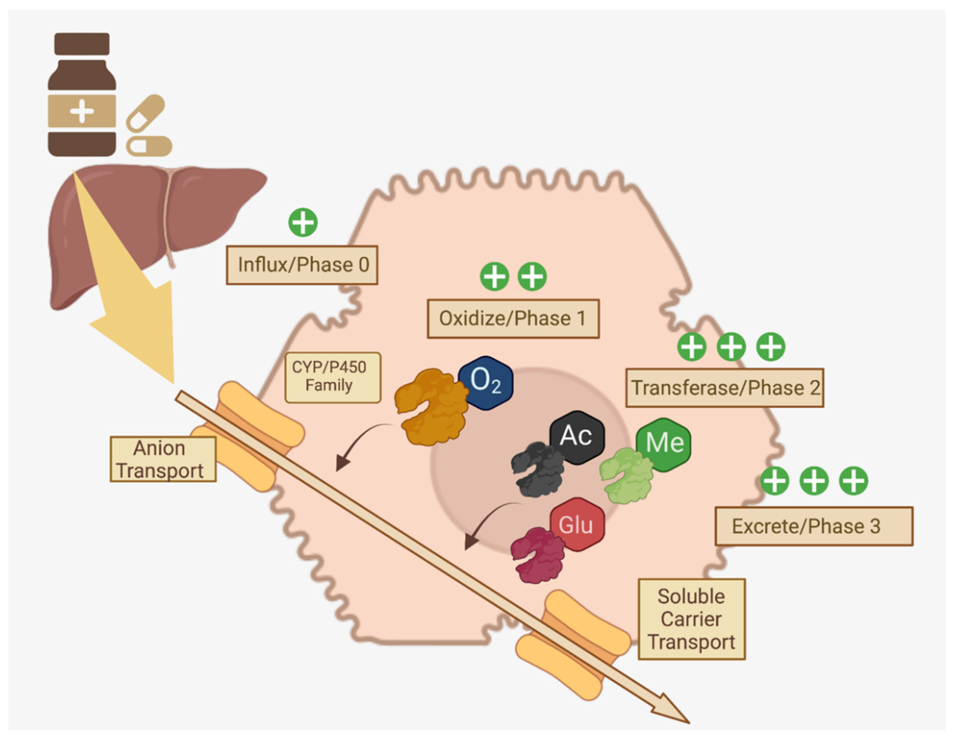 Pharmaceutics 14 00092 g002 Pharmaceutics 14 00092 g002