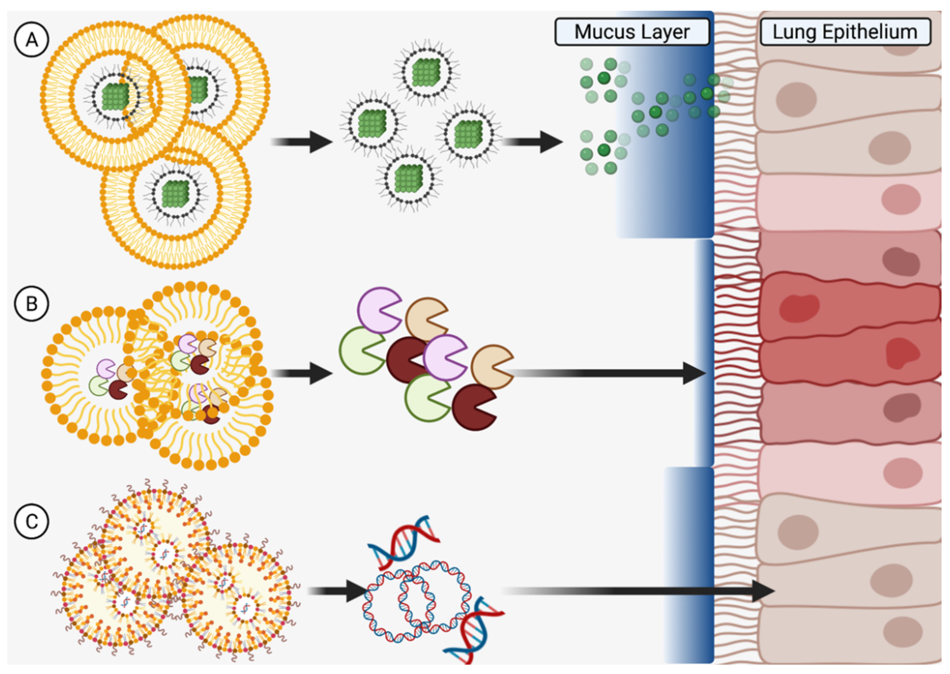 Pharmaceutics 14 00092 g005 Pharmaceutics 14 00092 g005