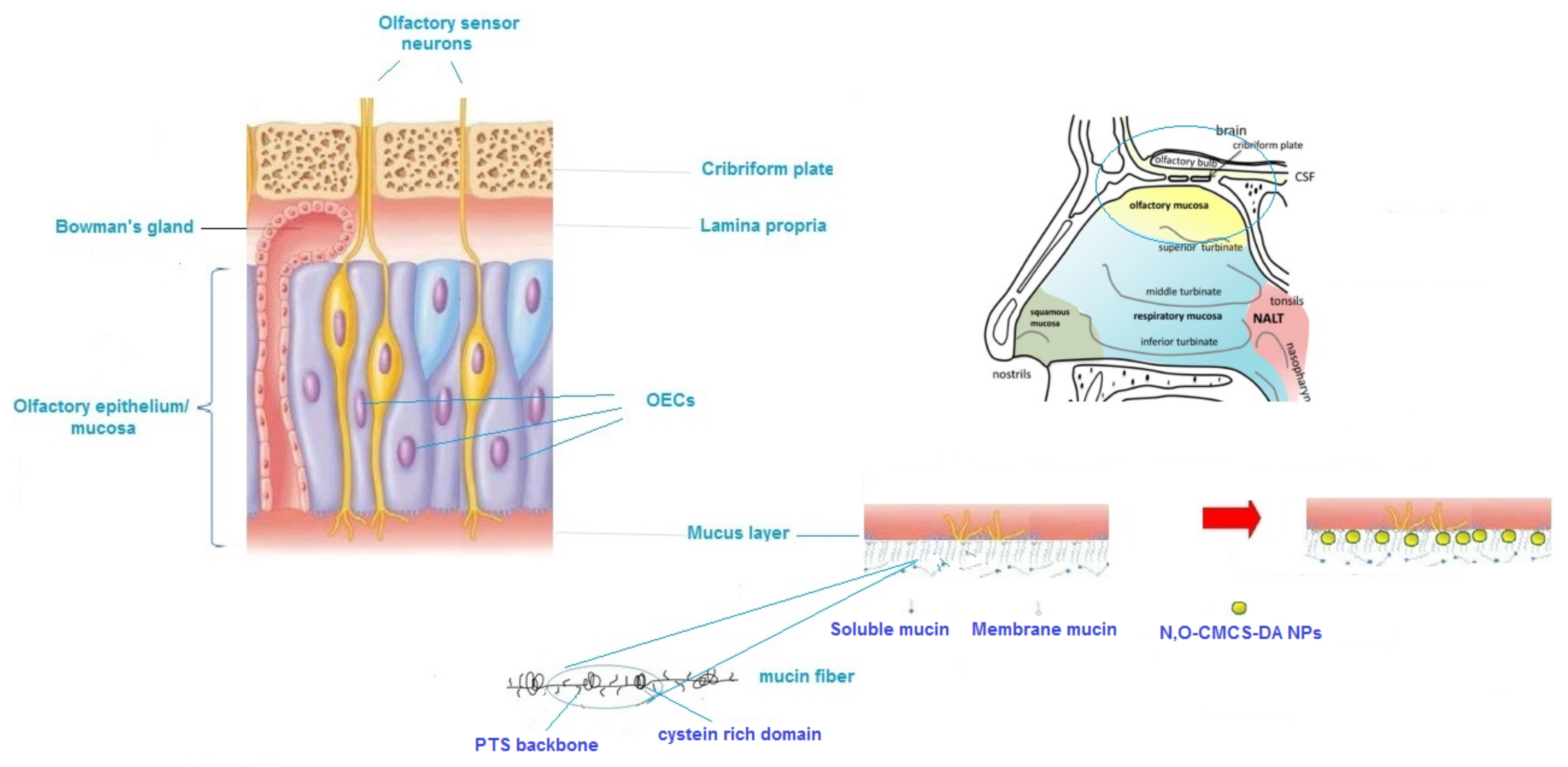 Pharmaceutics 14 00147 g009