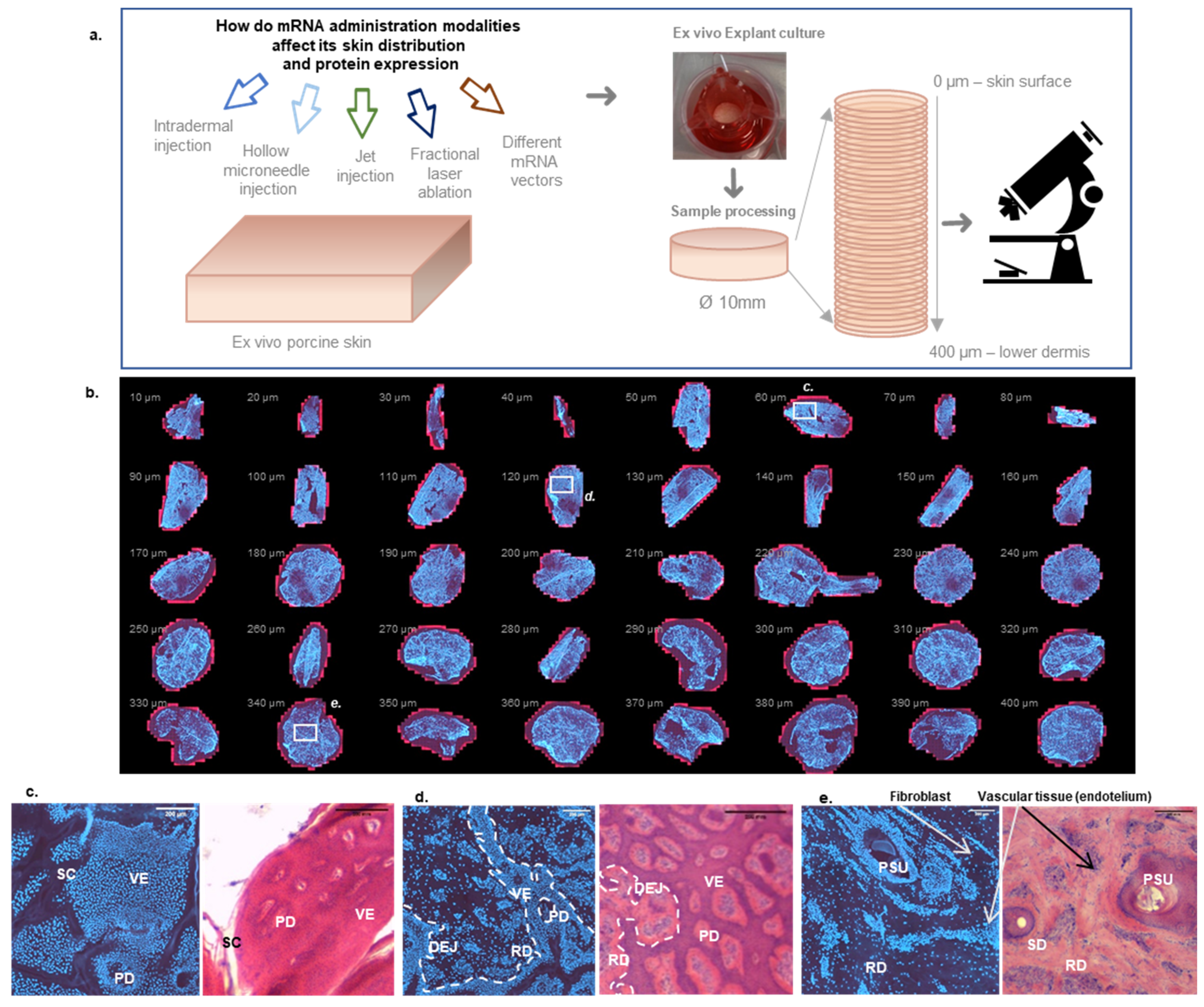 Pharmaceutics 14 00151 g001 Pharmaceutics 14 00151 g001