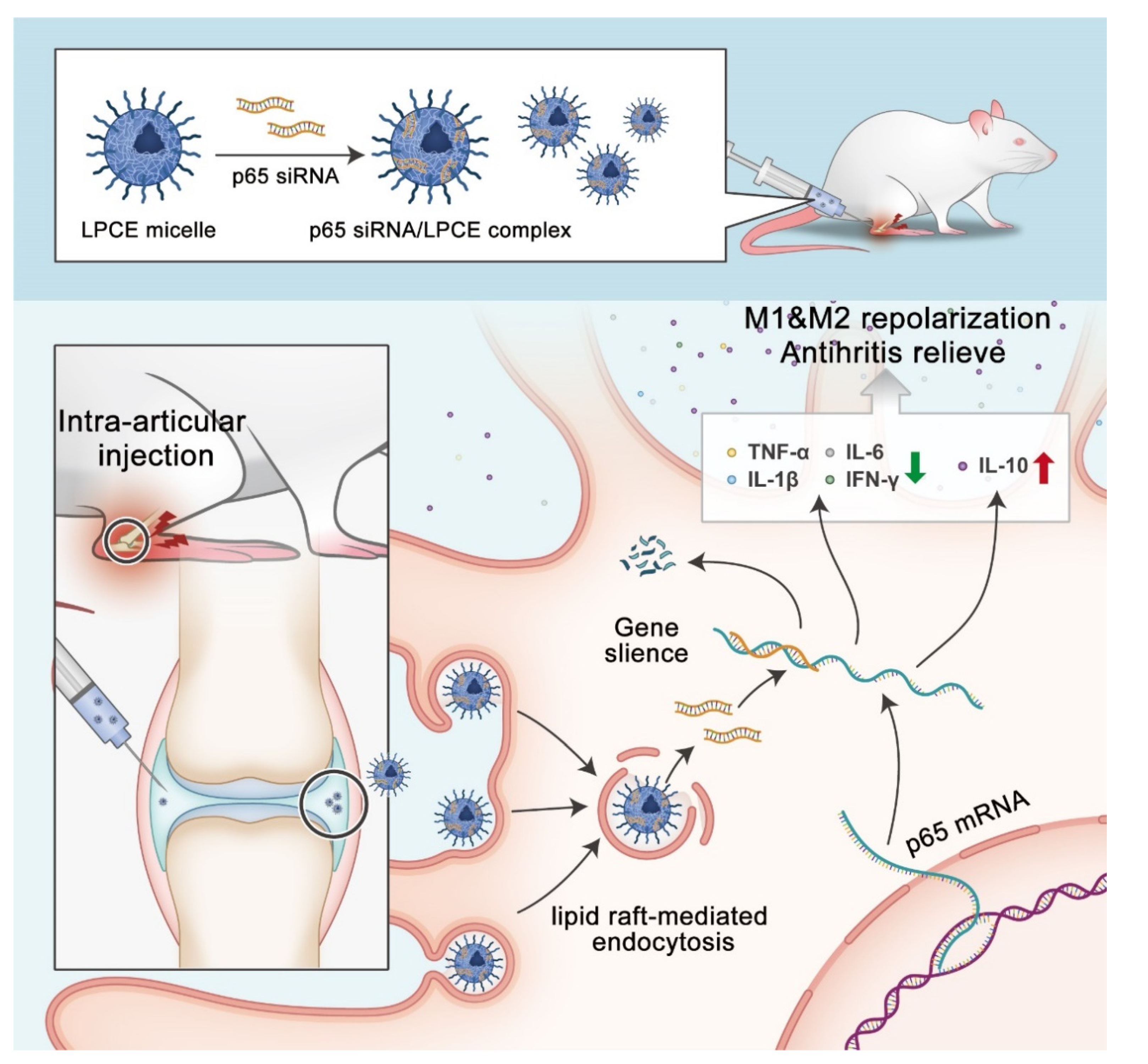 Pharmaceutics 14 00162 sch002