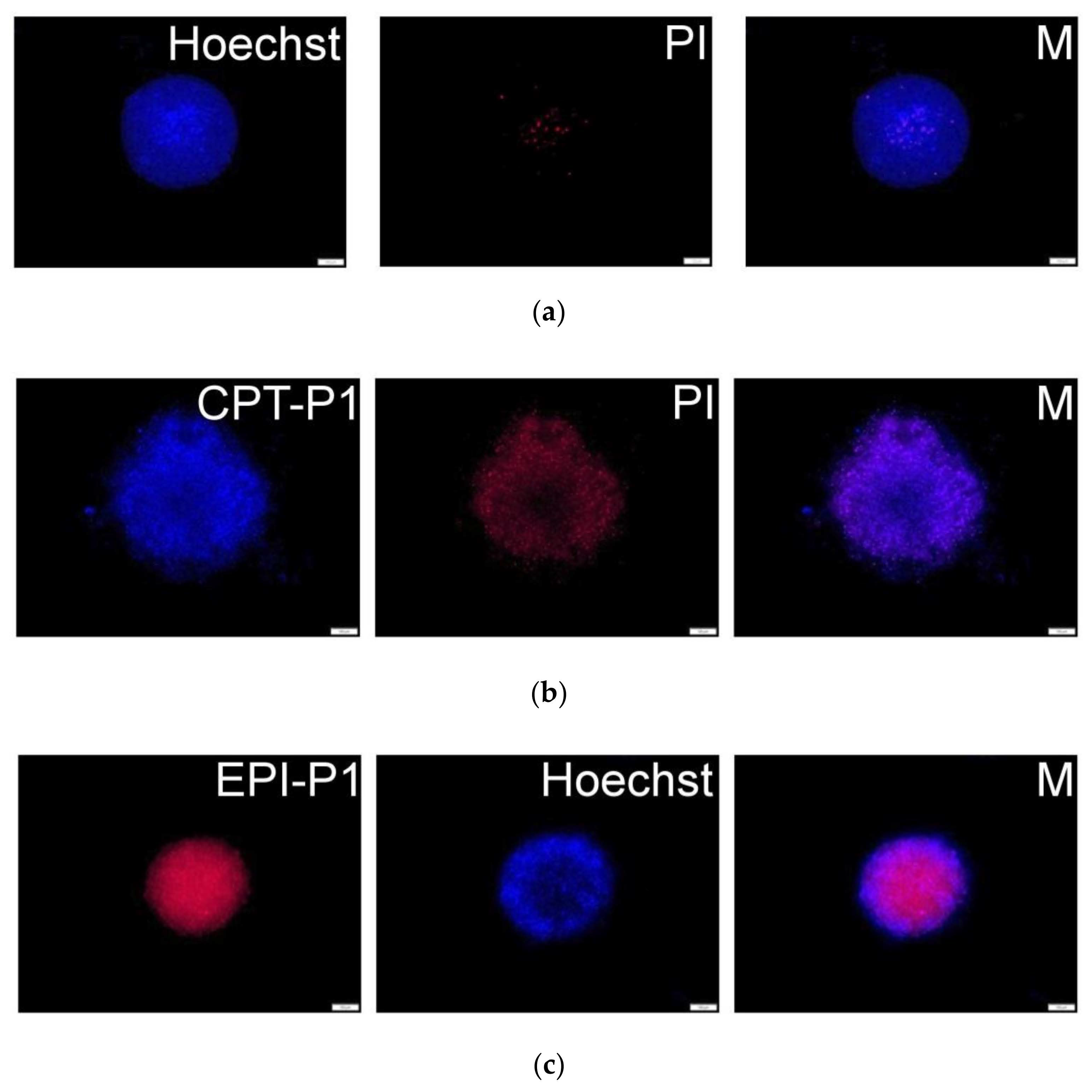Pharmaceutics 14 00169 g008