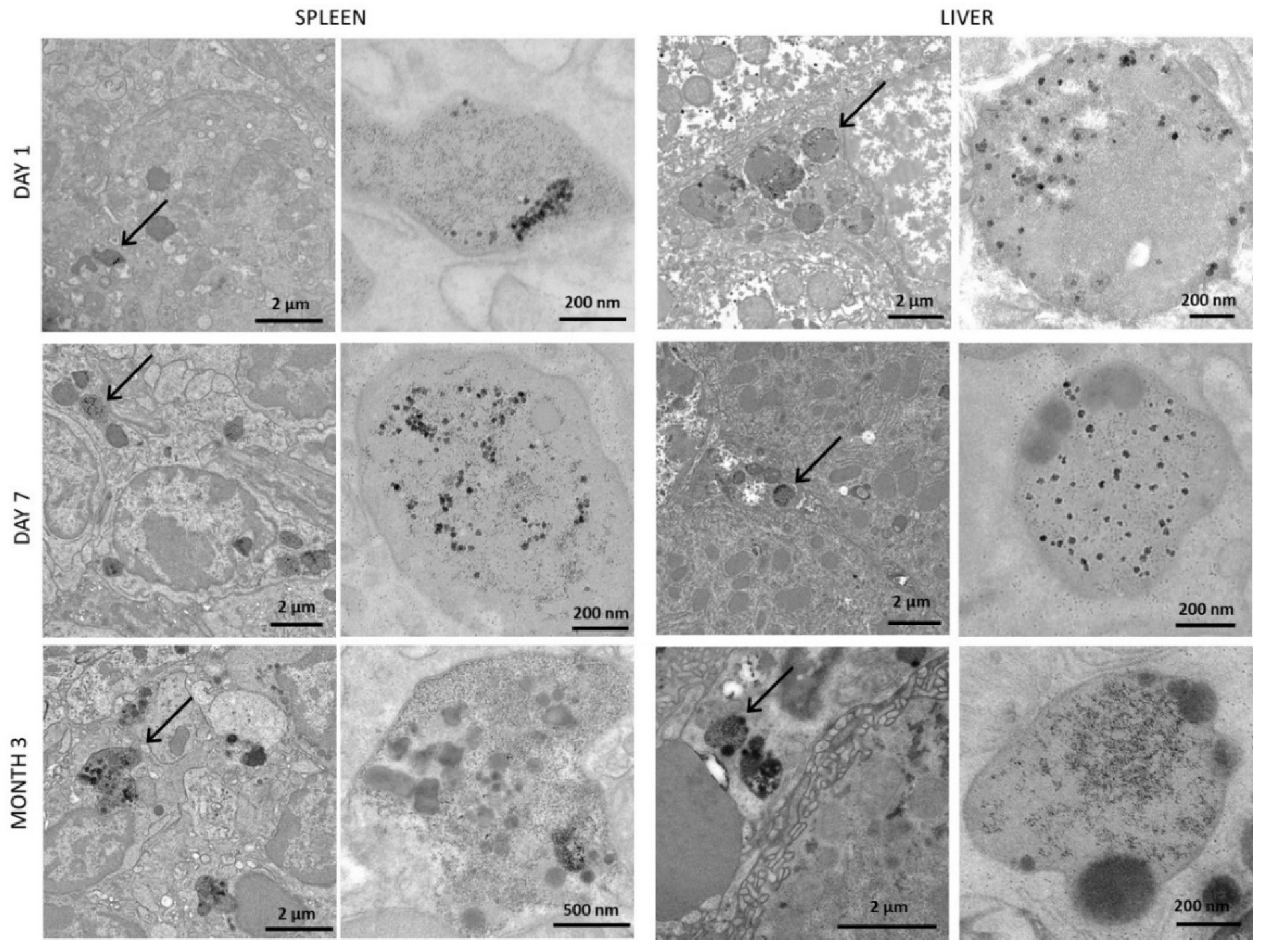 Pharmaceutics 14 00179 g006