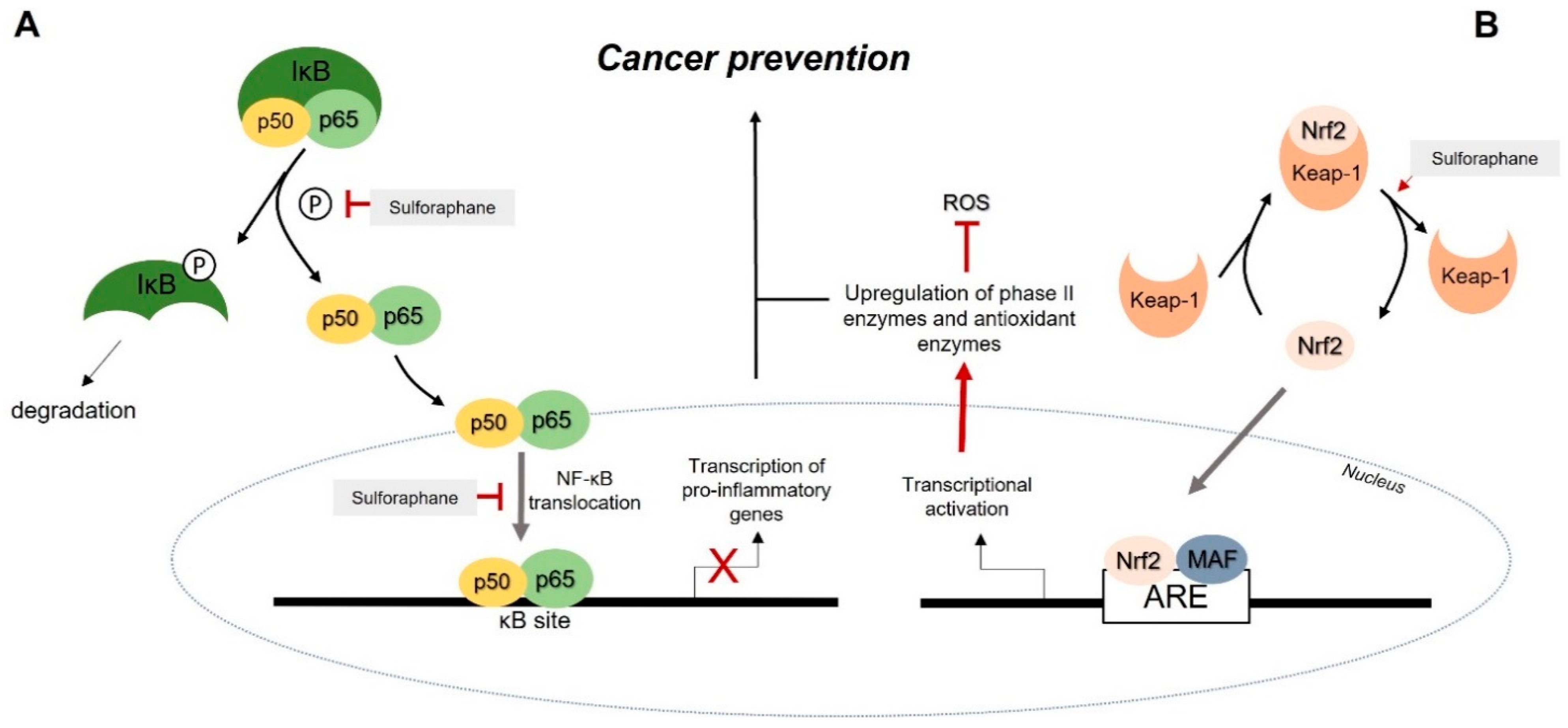 Pharmaceutics 14 00190 g004