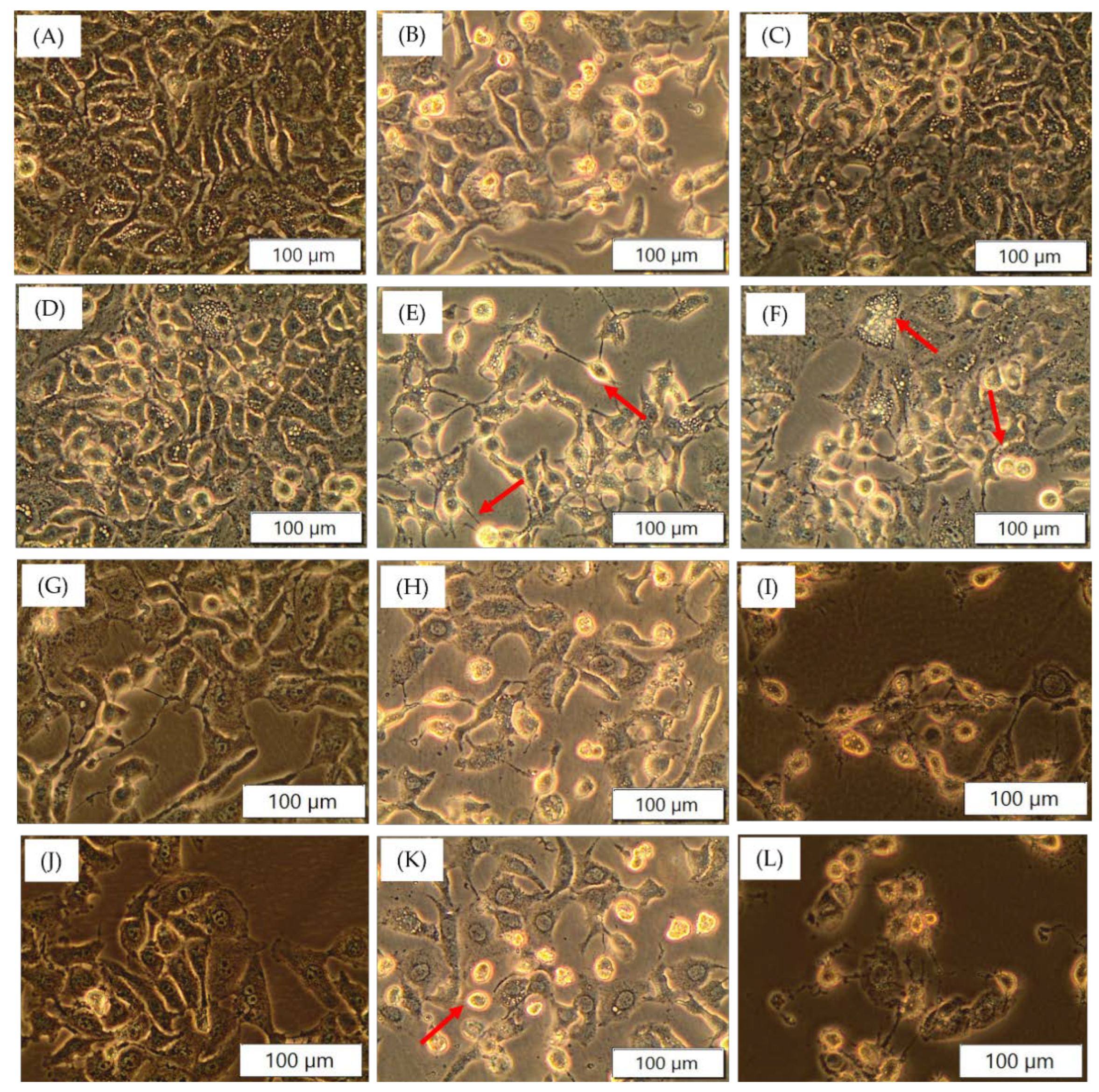 Pharmaceutics 14 00211 g005