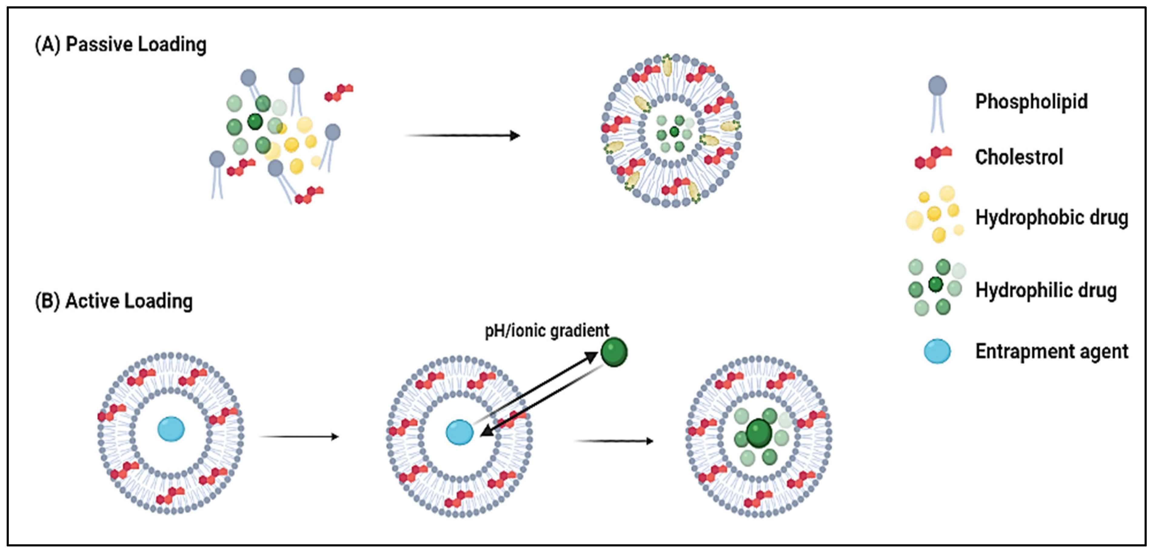 Pharmaceutics 14 00254 g005